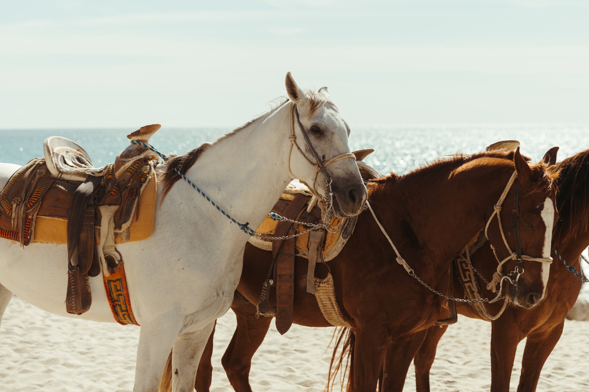 Cabo Horses.jpg