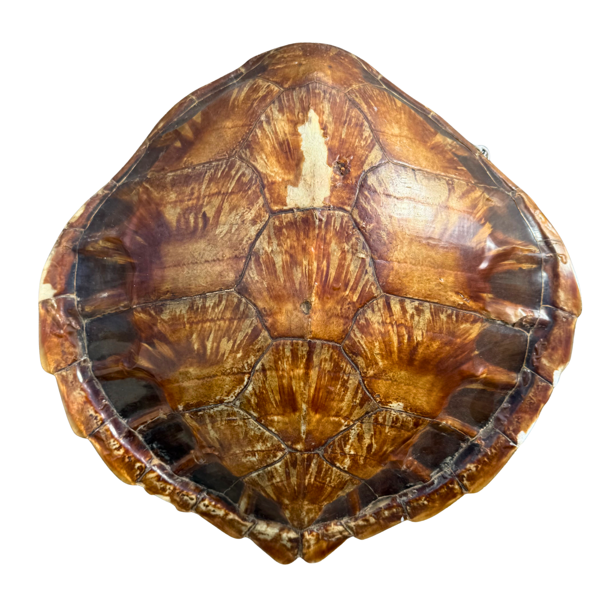 Large Natural Turtle Shell Wall Hanging