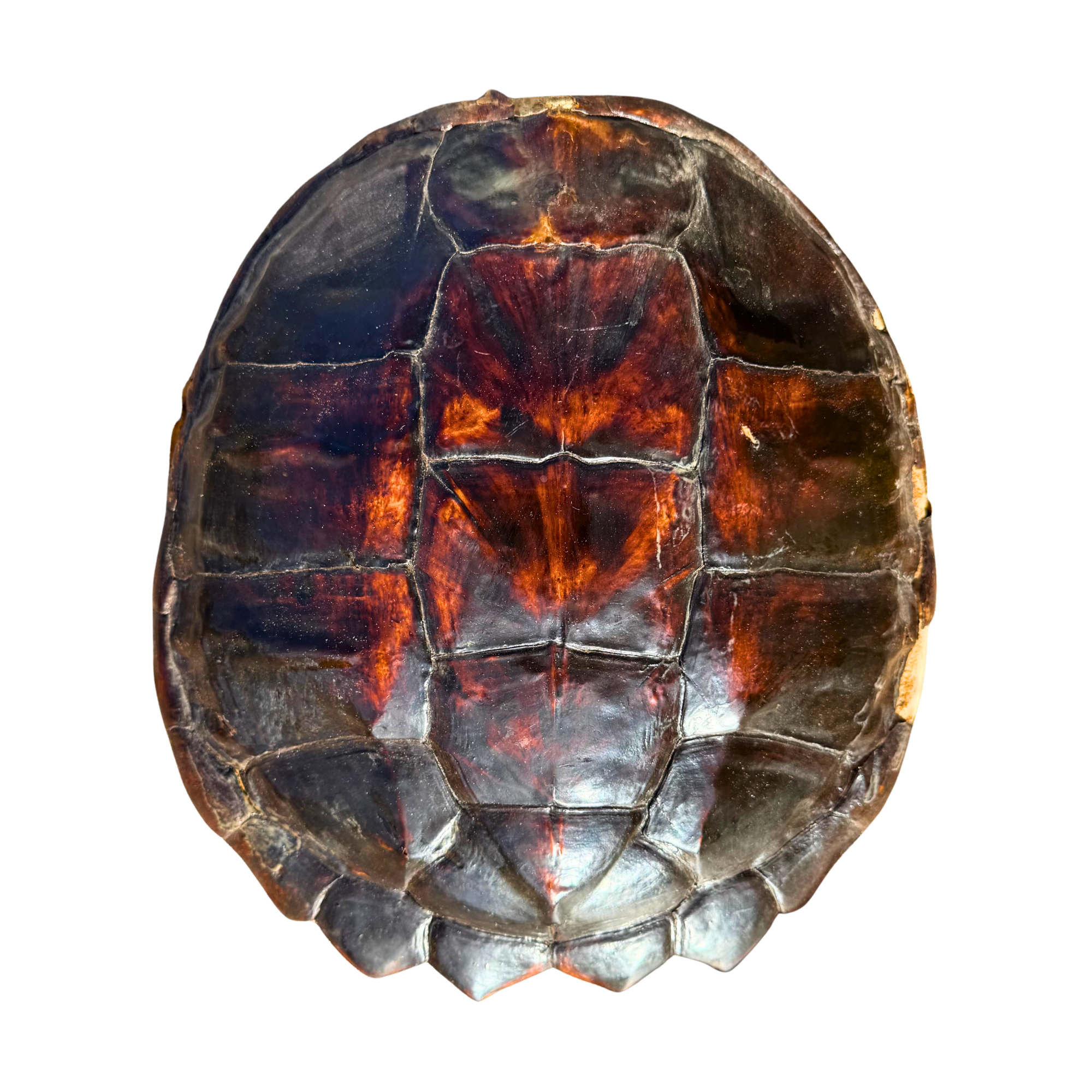 Vintage Natural Tortoise Shell Specimen