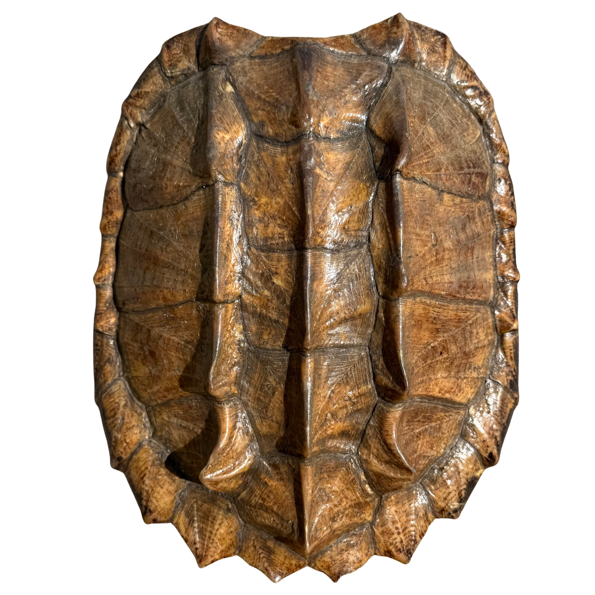 Vintage Large Natural Shell Speciman
