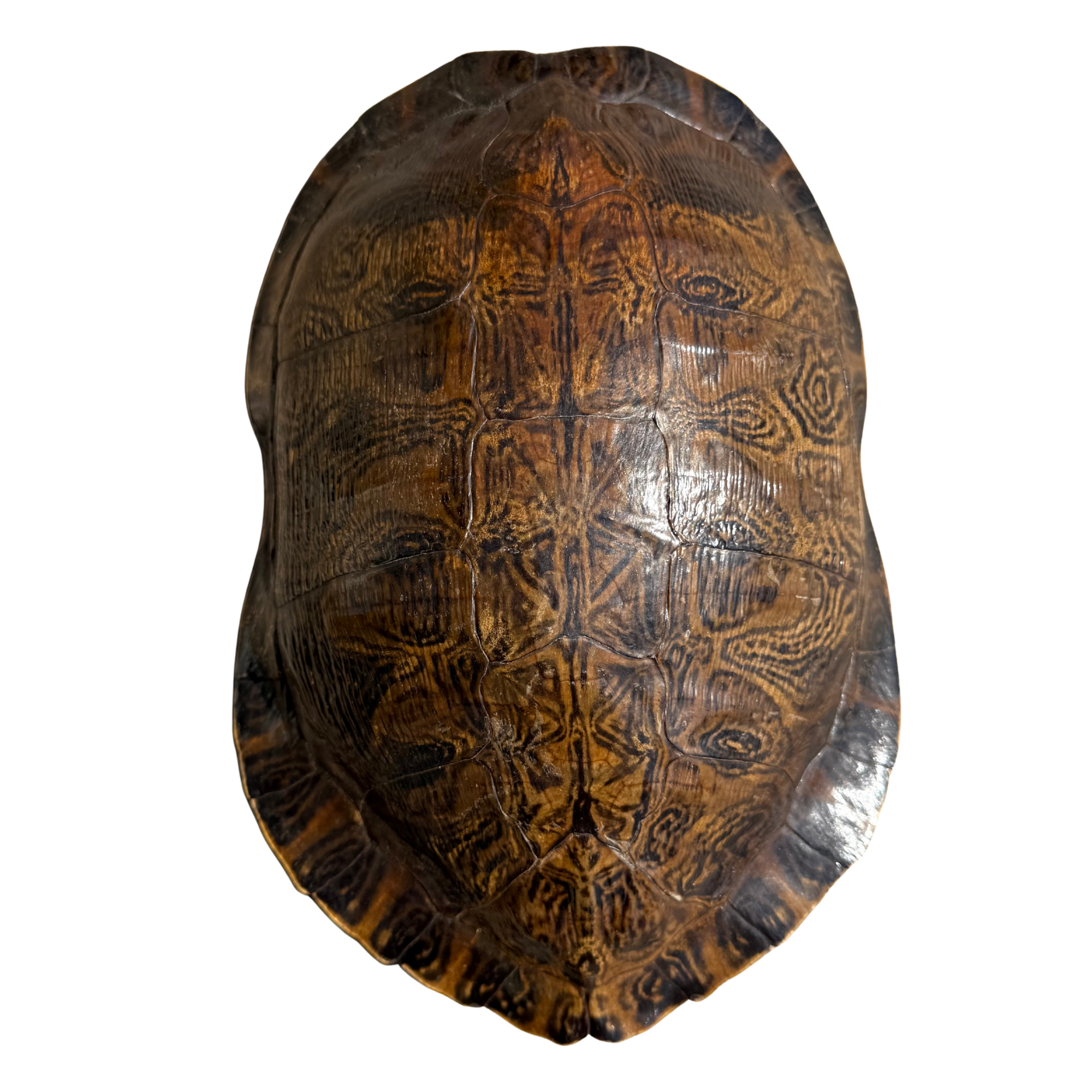 Vintage African Sulcata Genuine Tortoise Shell 