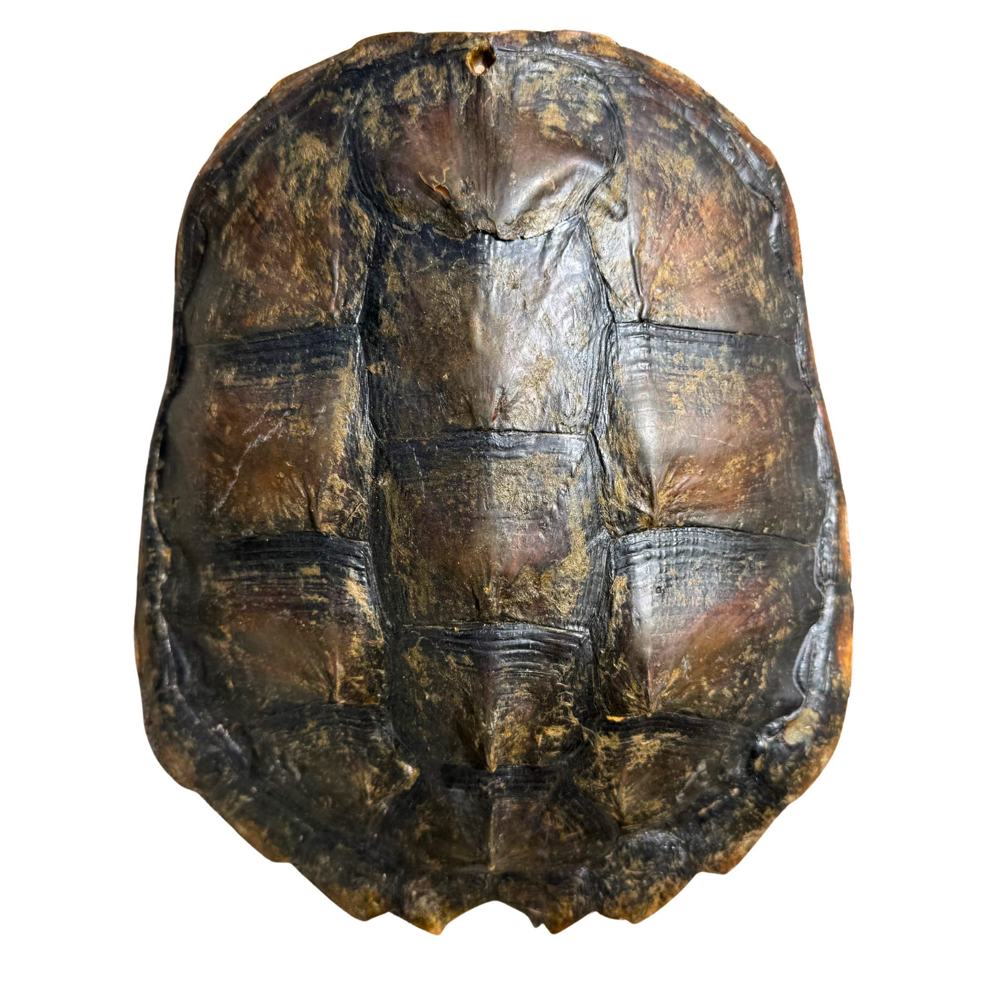 Vintage Natural Tortoise Shell Specimen