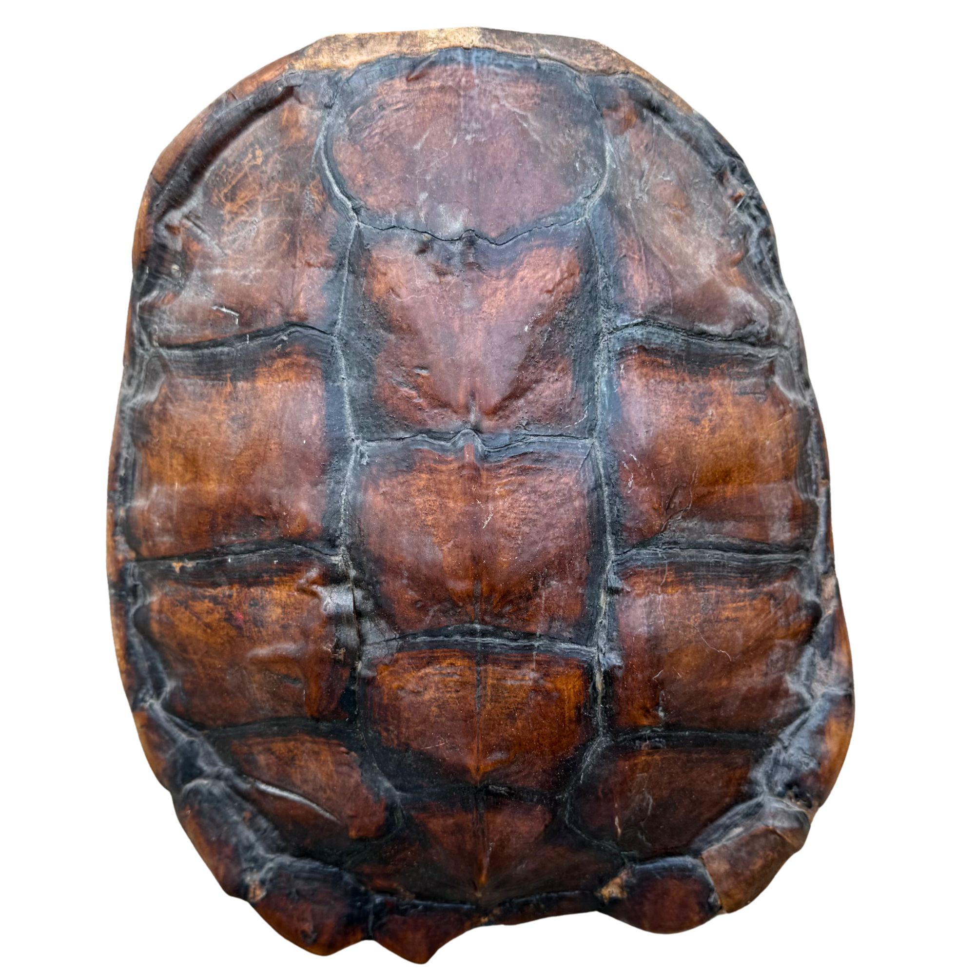 Vintage Natural Turtle Shell Specimen