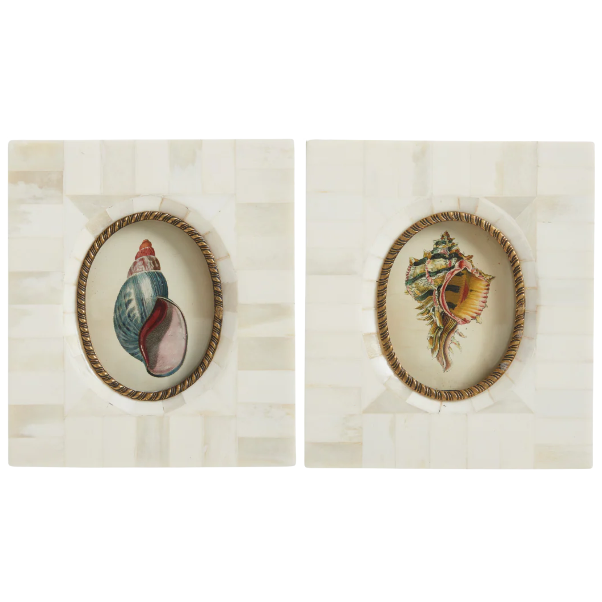 Coastal Seashell Prints in Bone Inlay Frames – Set of 2