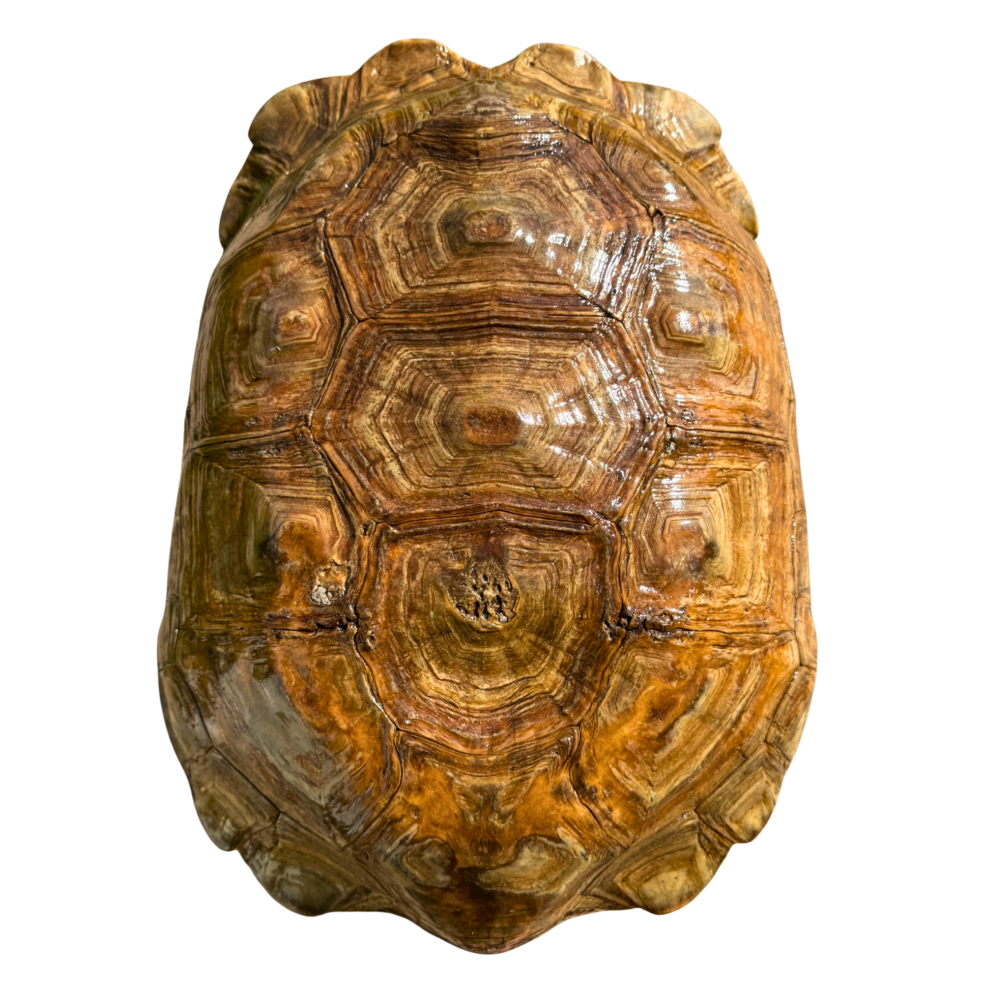 Oversized Vintage Turtle Shell Specimen