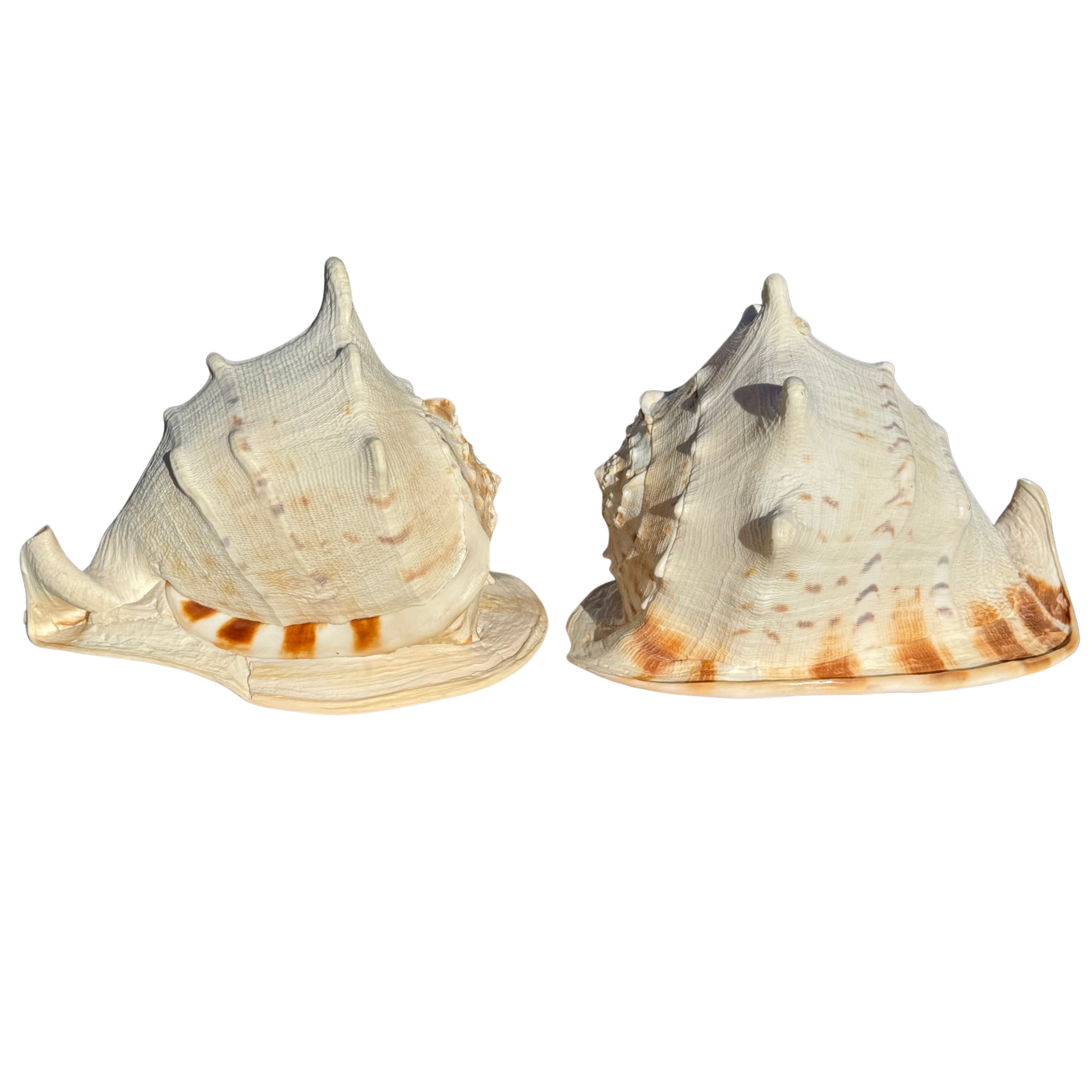King Helmet Conch Sea Shell Bookends
