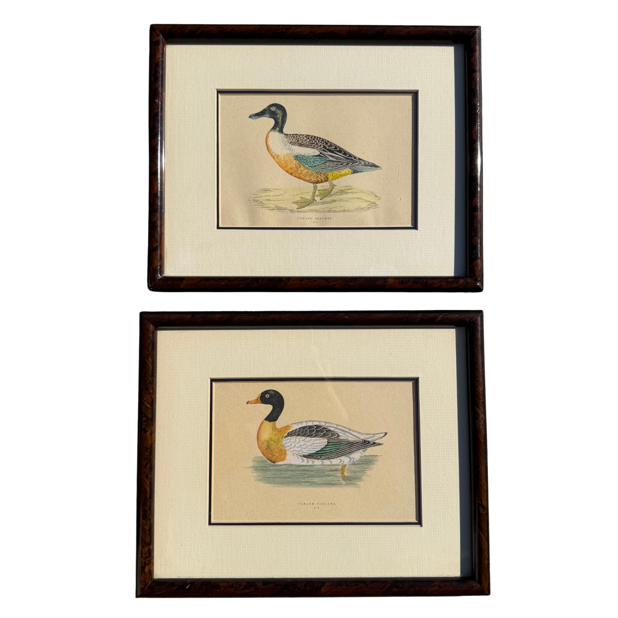 Vintage Framed Duck Prints in Burl Frames - A Pair