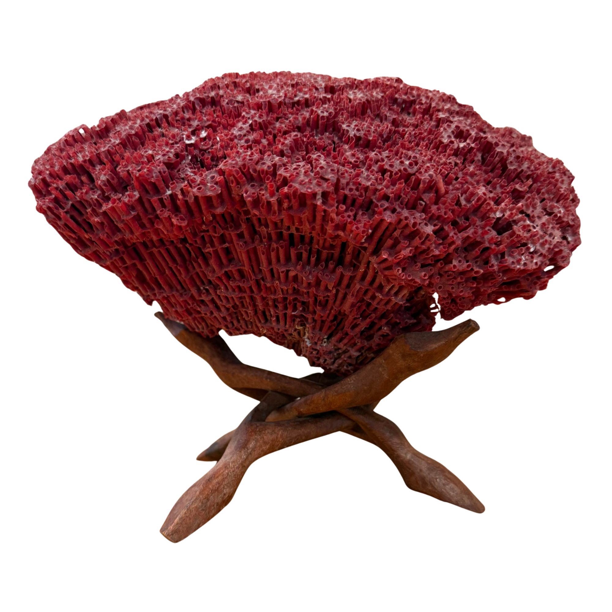  Natural Red Organ Pipe Coral Specimen on Wood Stand