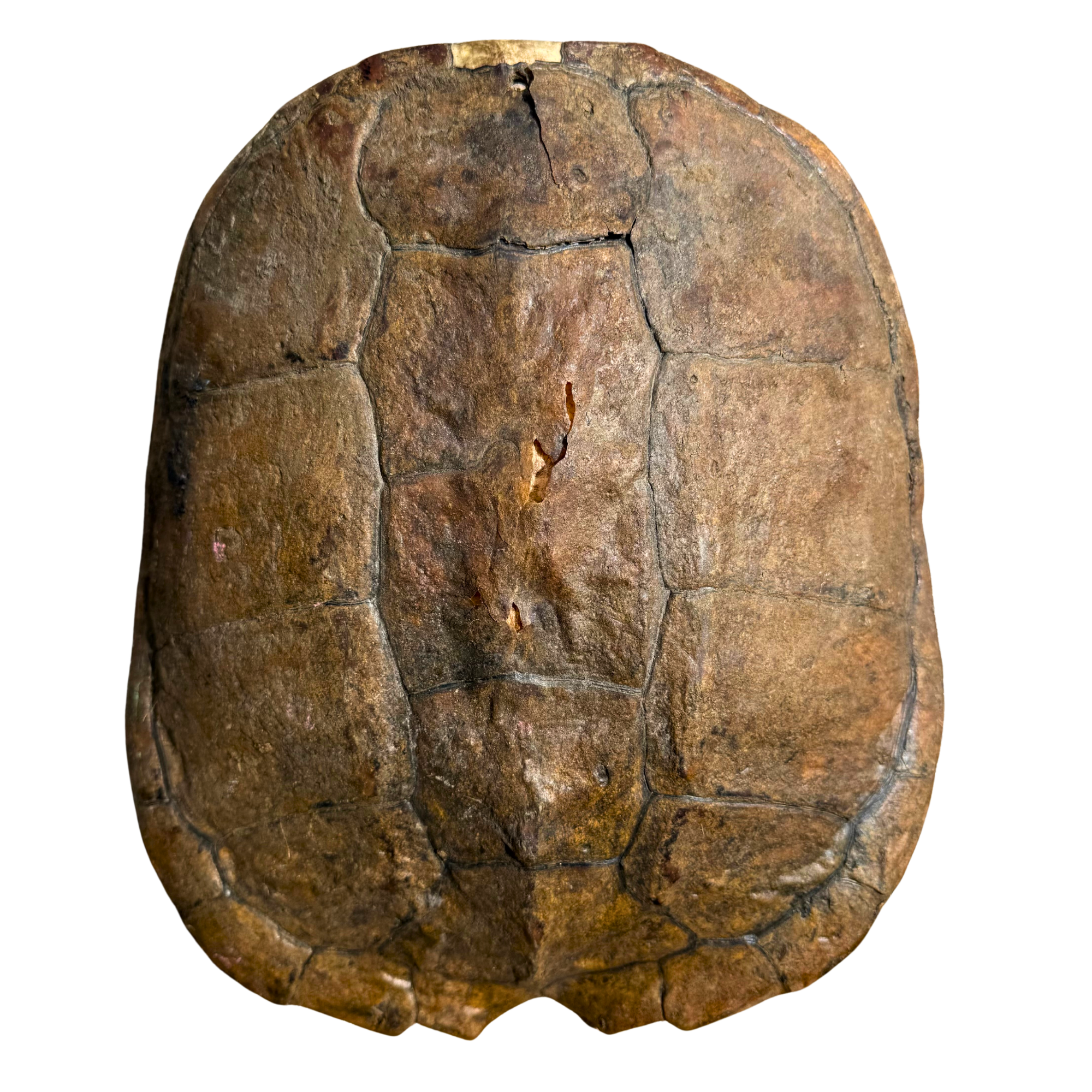 Vintage Natural Tortoise Shell Specimen