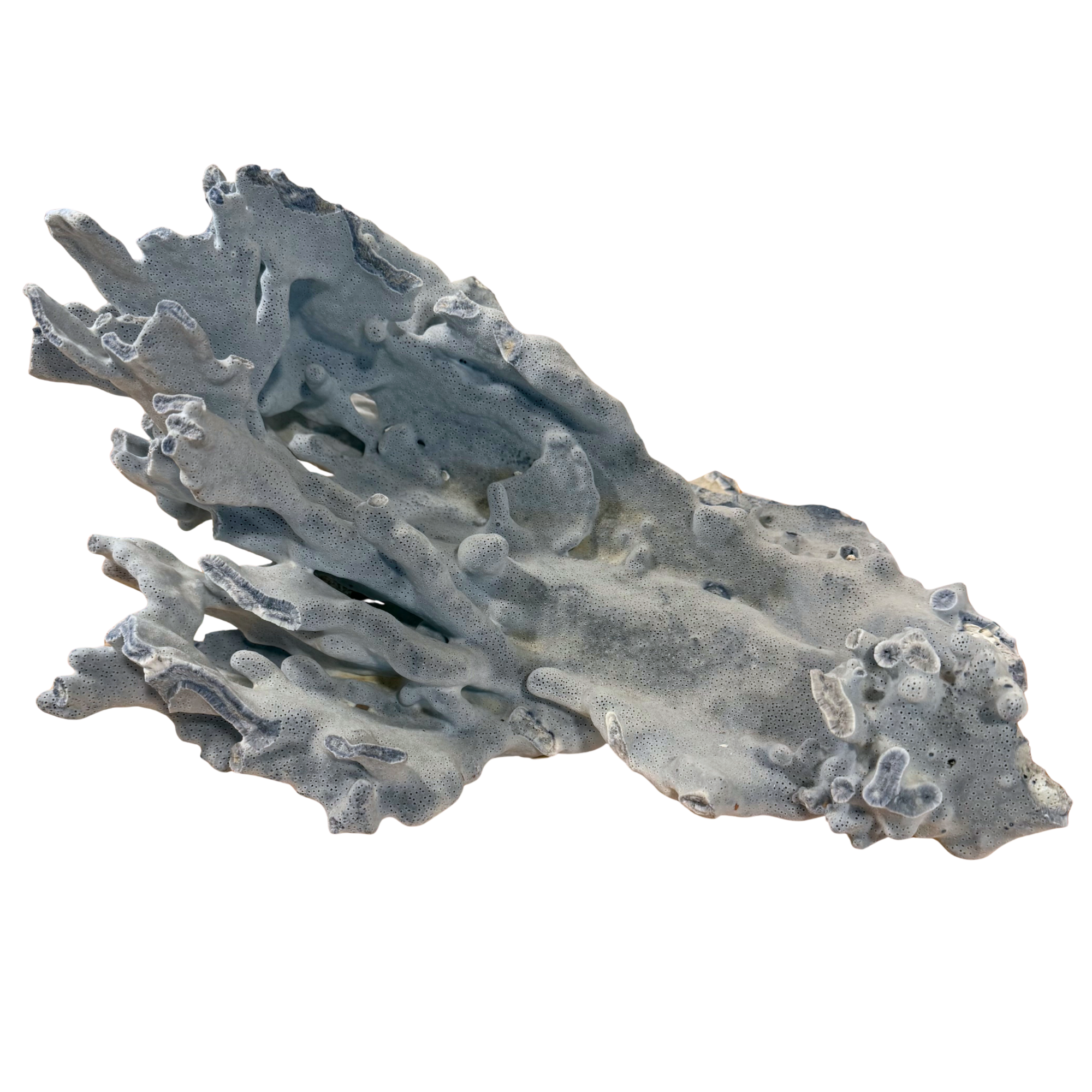 Large Blue Natural Coral Specimen 