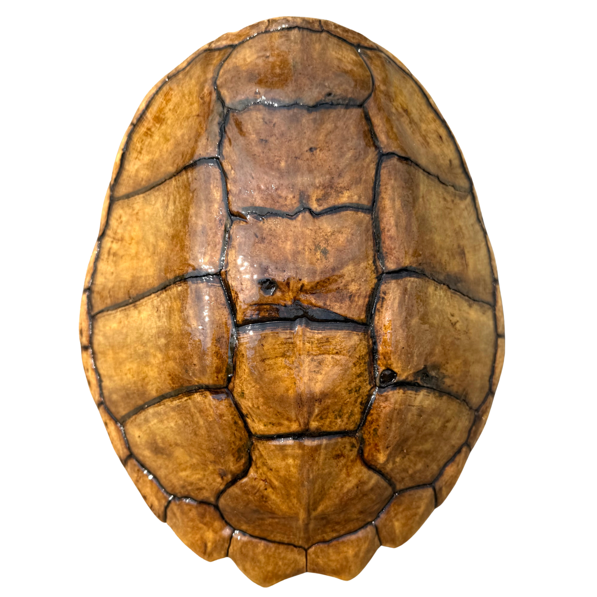 Vintage Natural Turtle Shell Specimen 