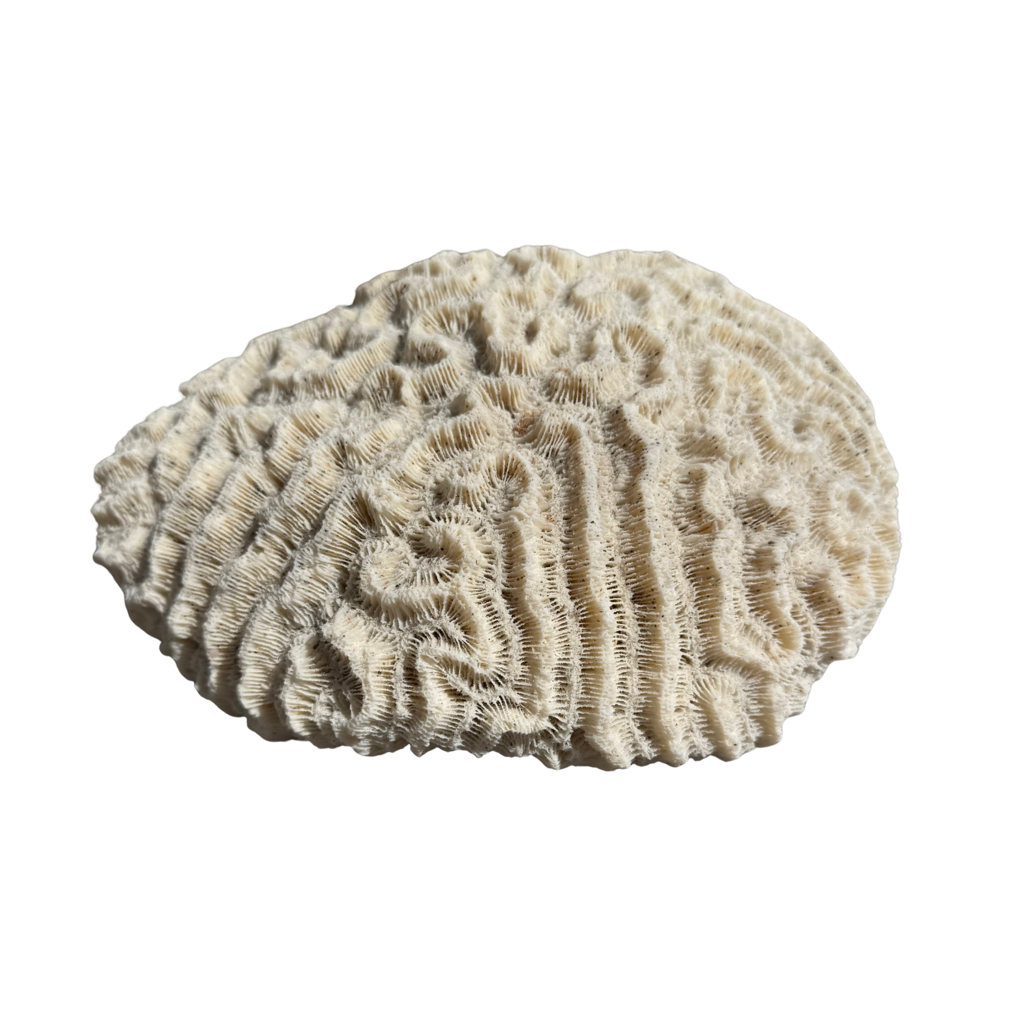 Natural White "Brain" Sea Coral Specimen