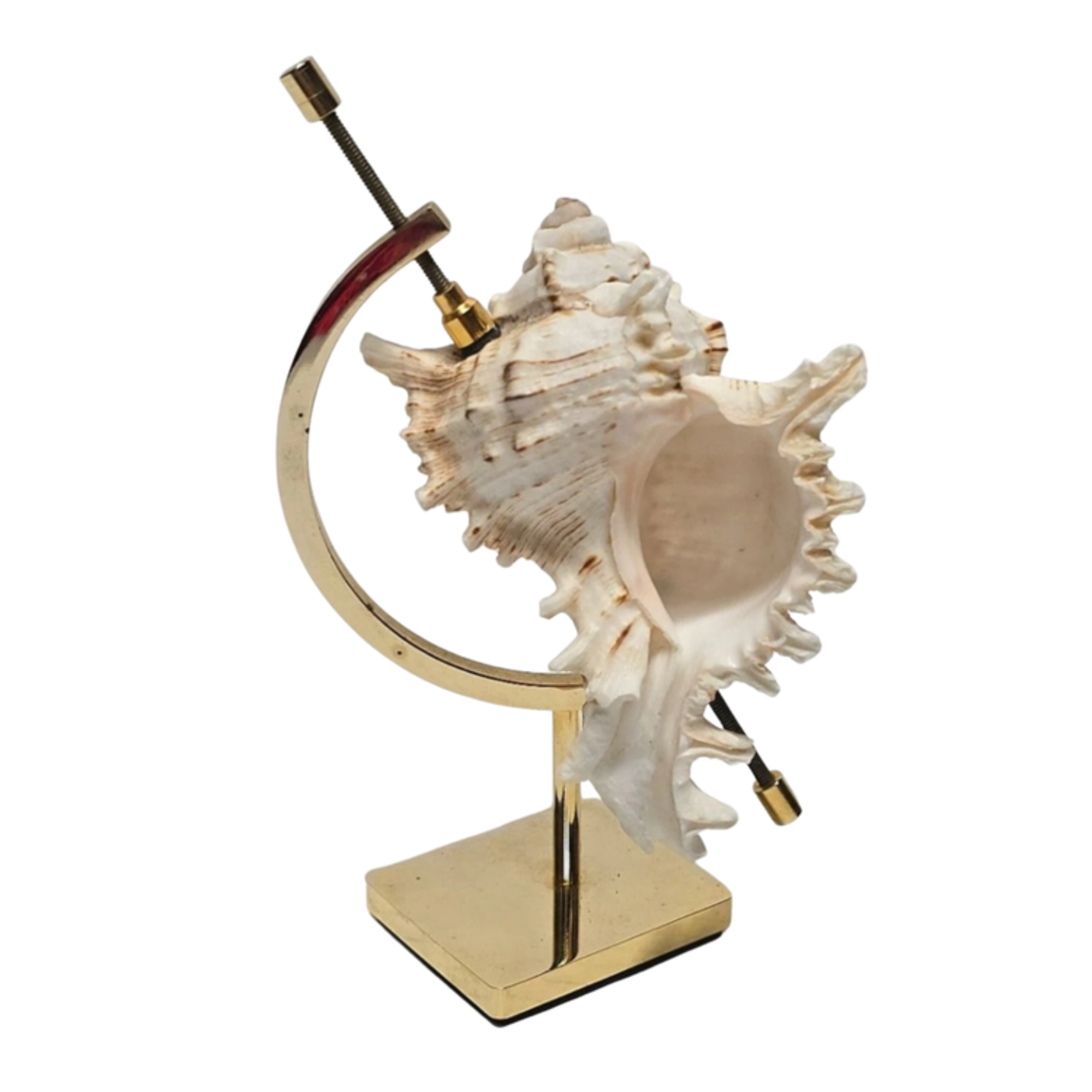 Vintage Murex Shell on Brass Caliper Display