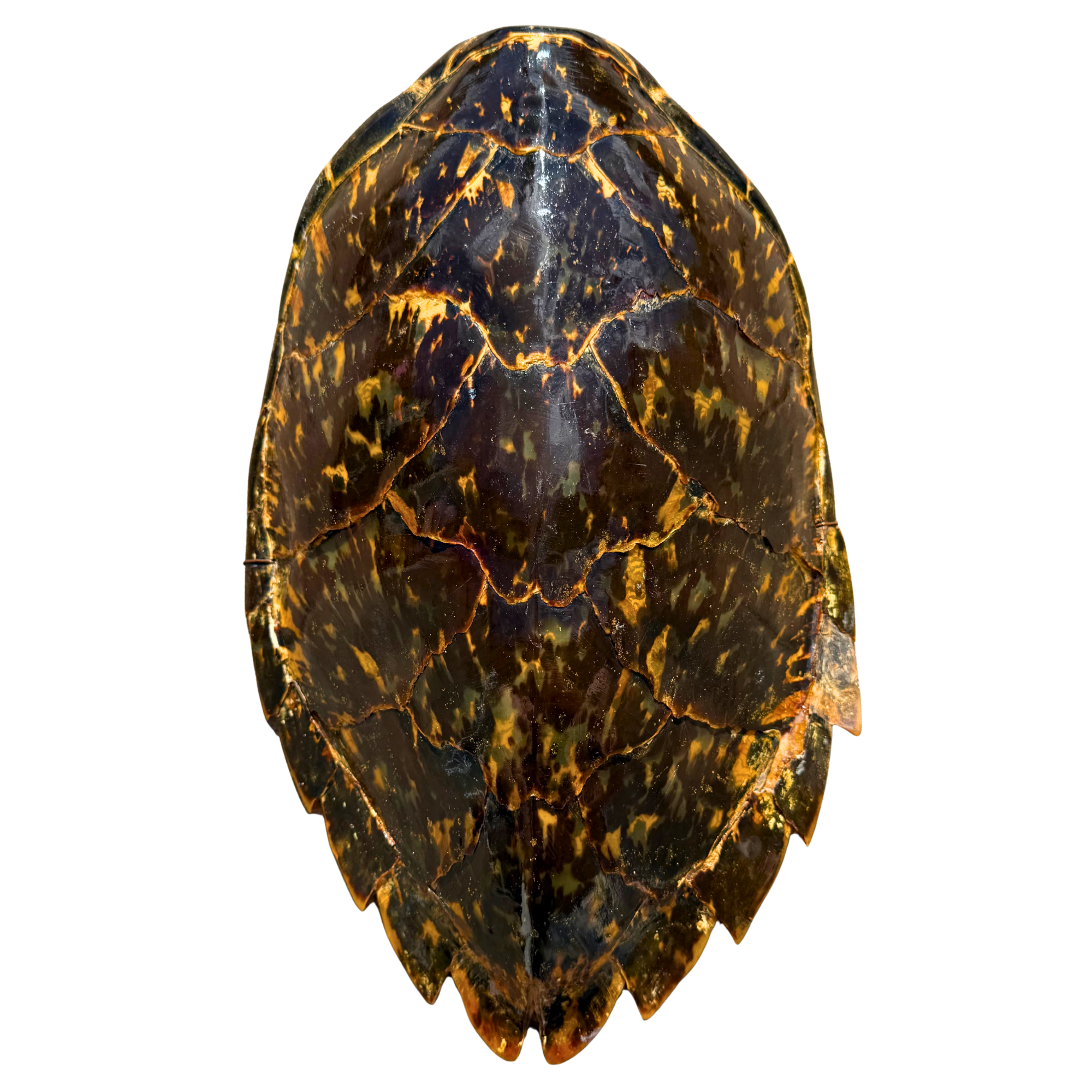 Vintage Tortoise Shell Wall Art