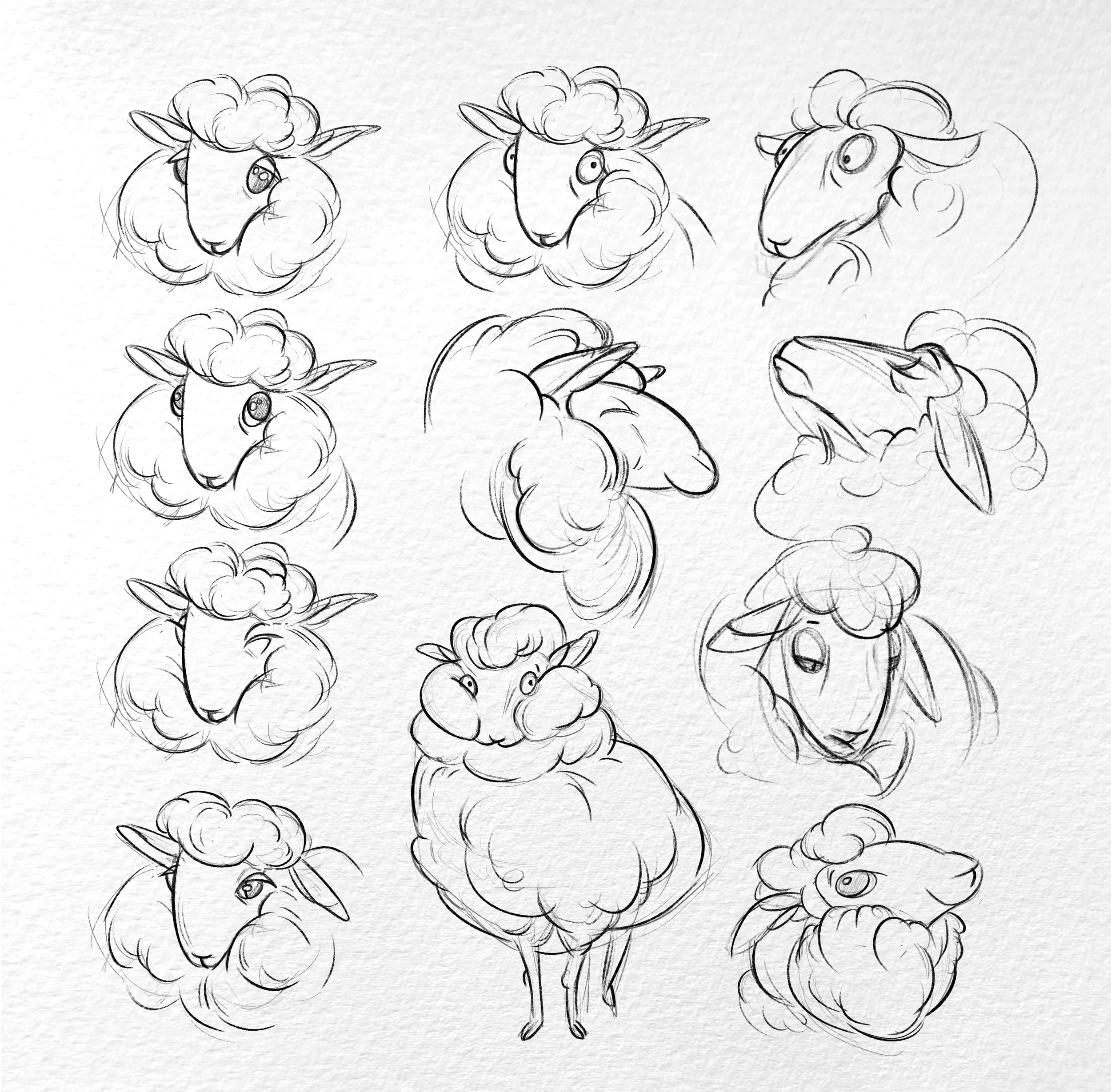 Sheep concepts.jpg