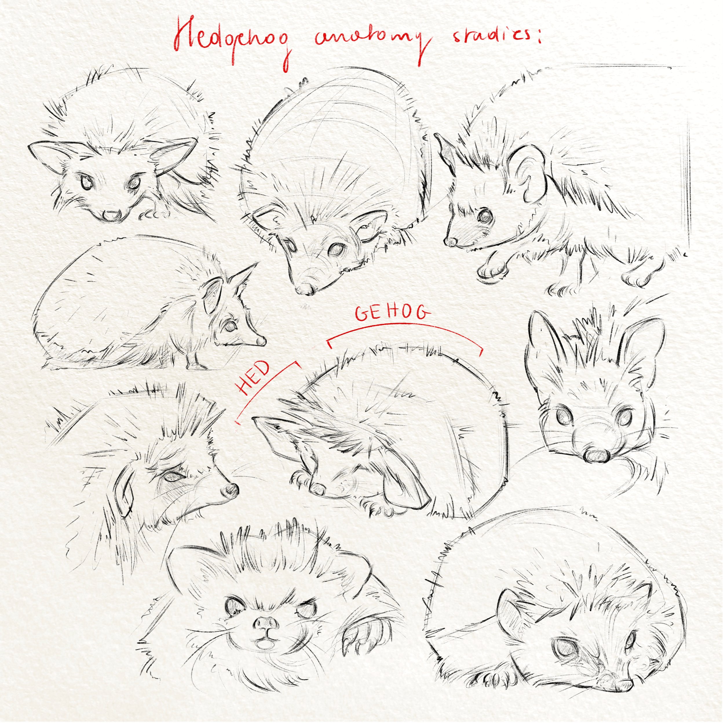 Hedgehogs_studies.jpg