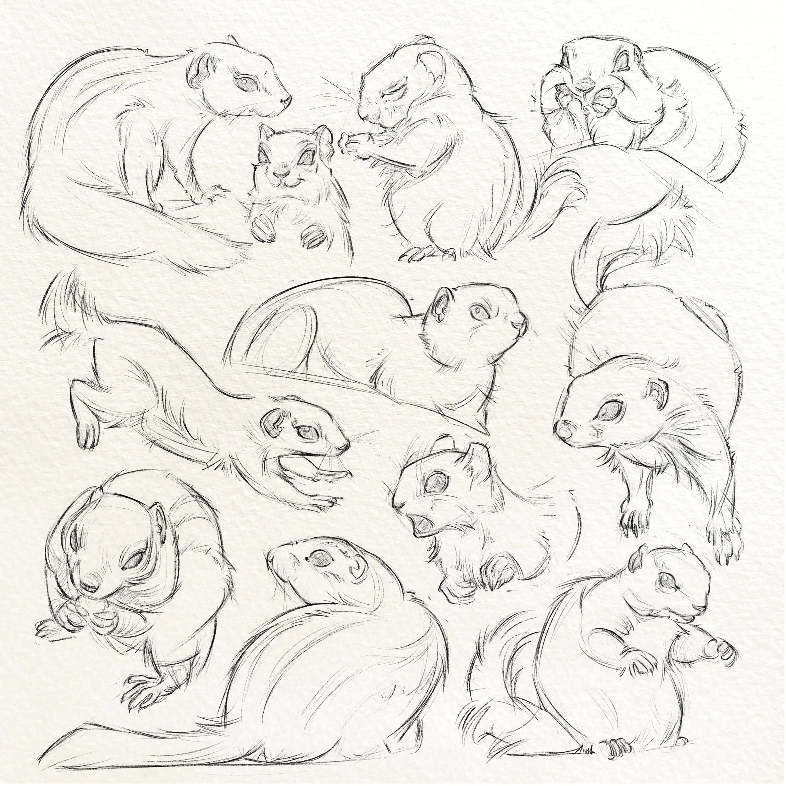 Squirrels_studies.jpg