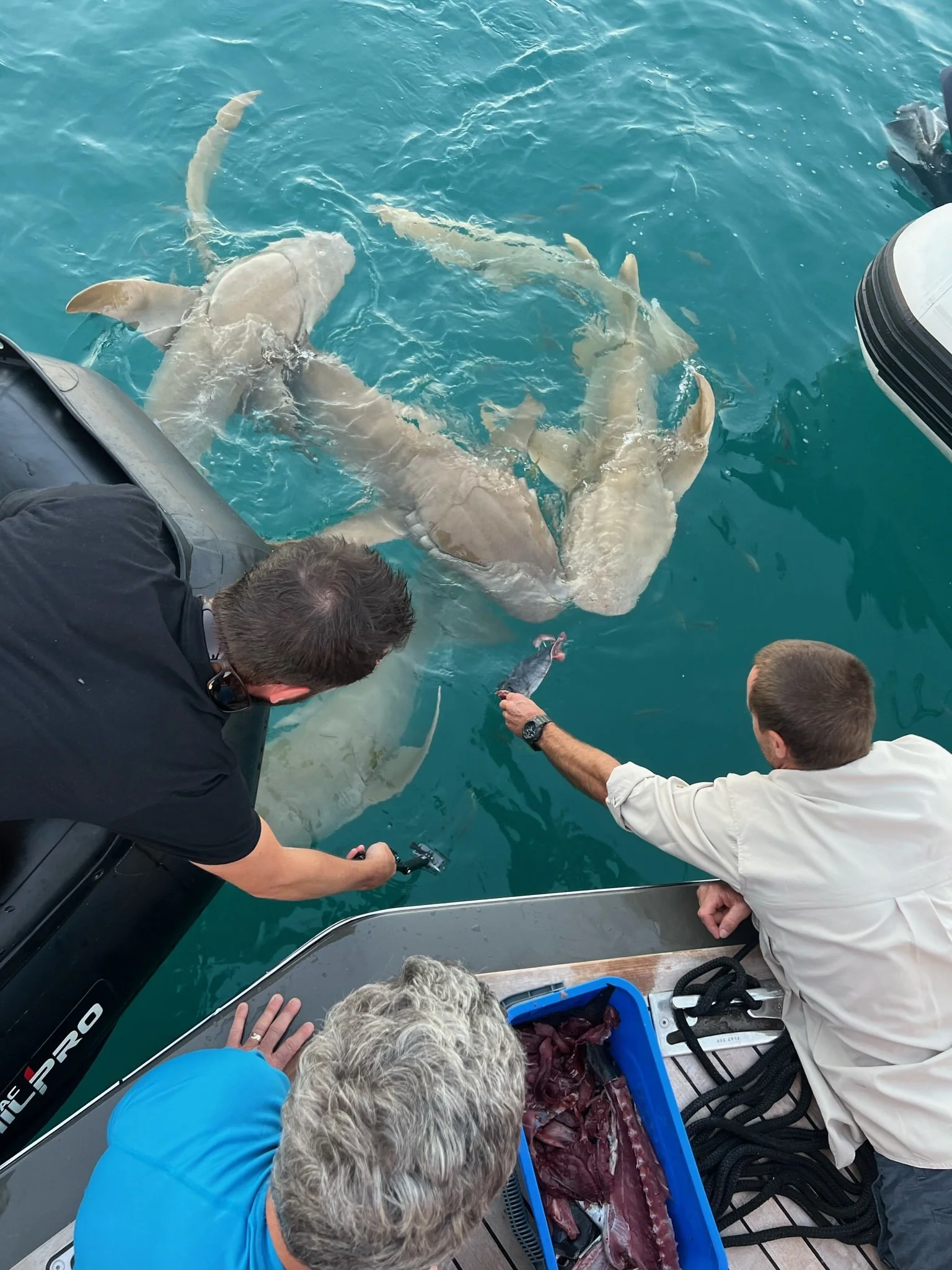 Scientists working with sharks and other marine animals on a boat, holding a large fish and examining a shark in turquoise water in Kimberley Australia. 