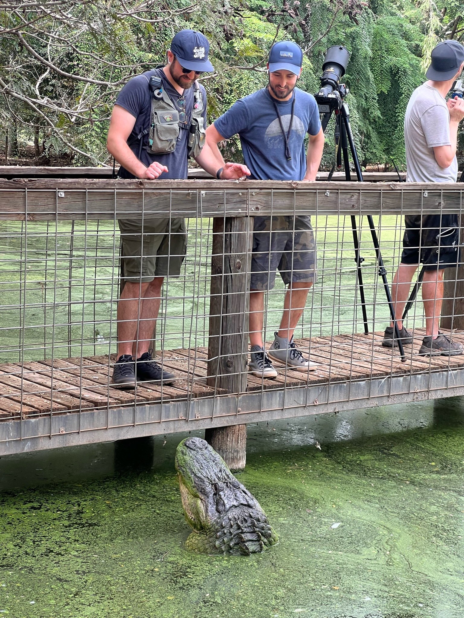 People observing a crocodile partially submerged in green water from a wooden and metal railing bridge in a swamp or wetland area in Kimberley Australia. 