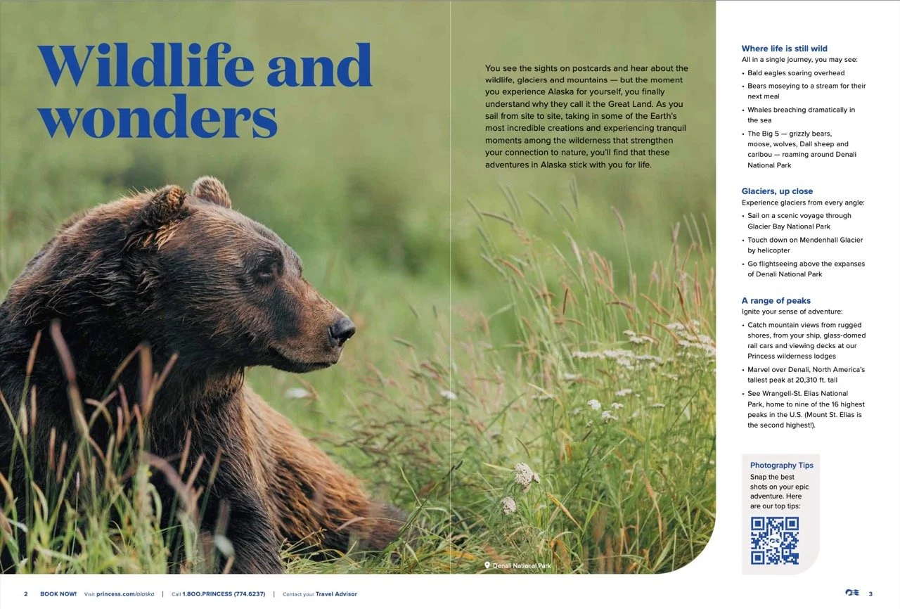 Alaska Cruise. A large brown bear resting in a grassy field with green blurred background, featured in a tourism brochure about Alaska's wildlife and wonders.