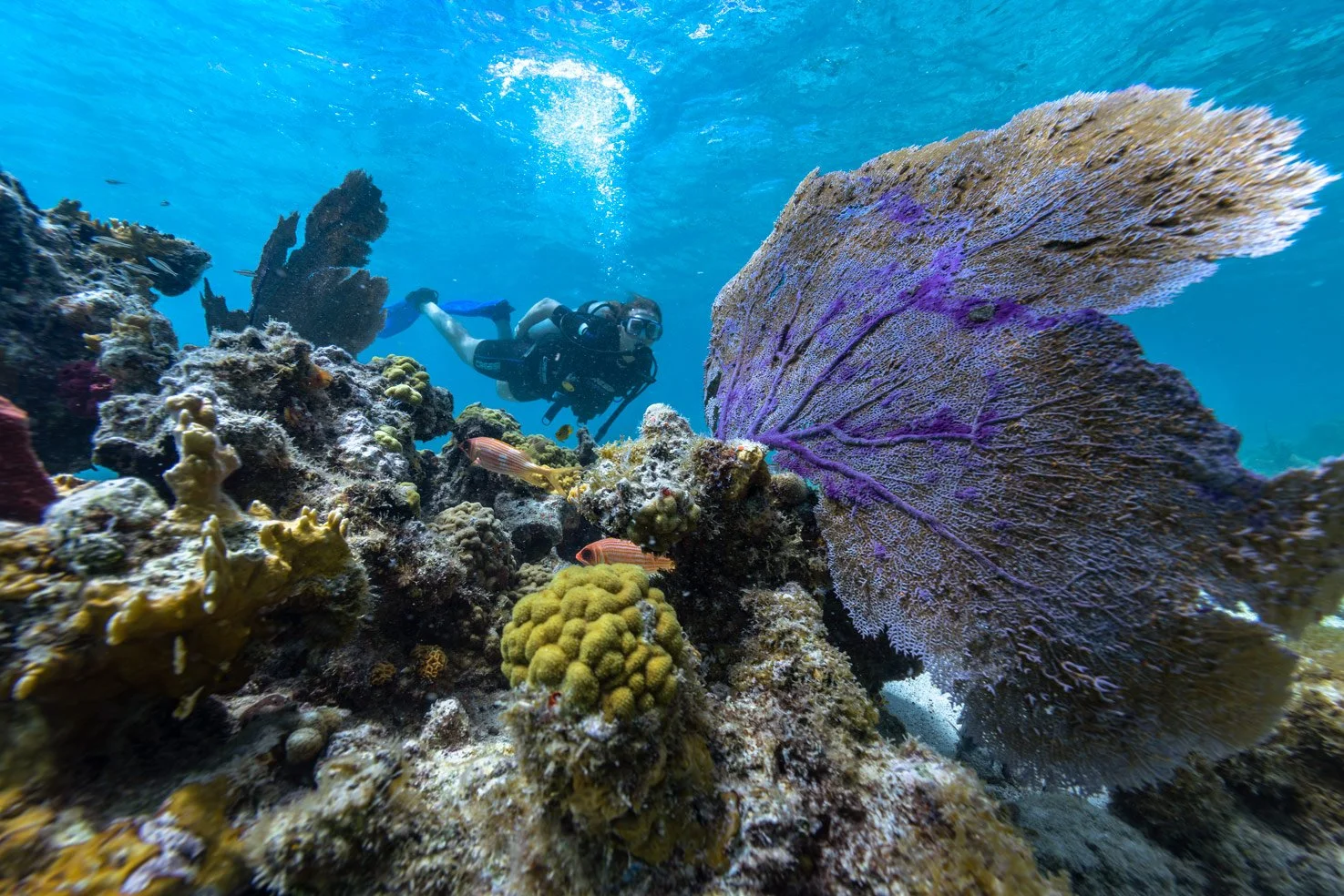 A scuba diver exploring a colorful coral reef with various corals and fish.