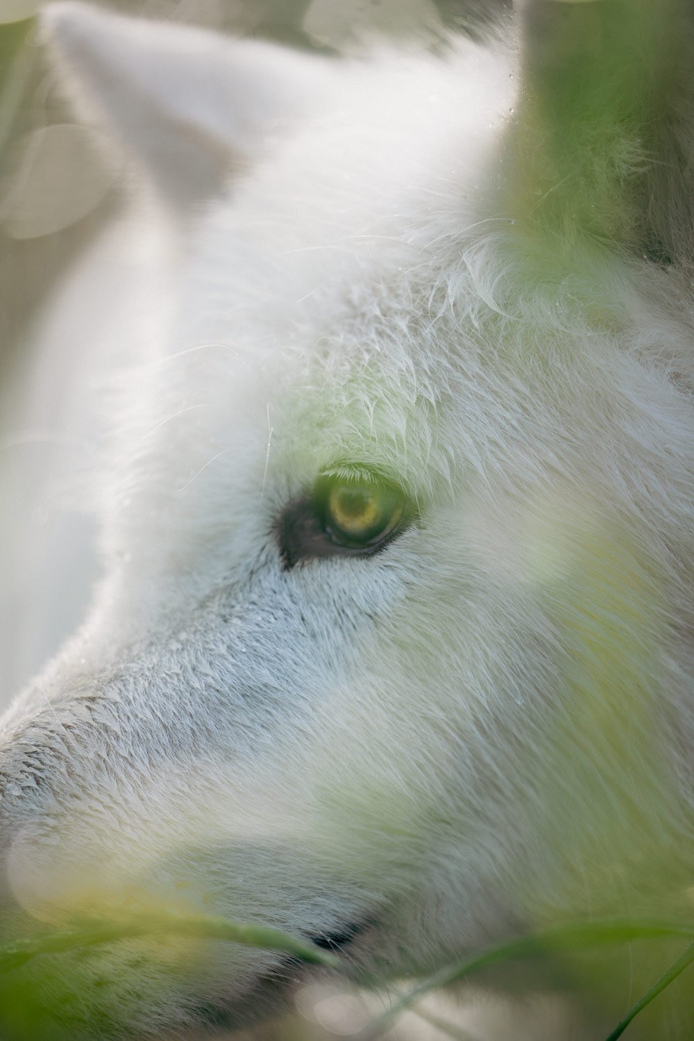 Alaska-Production-Company-Anchorage-Widlife-Conservation-Centre-WABU-Creative-072724-0215.jpg