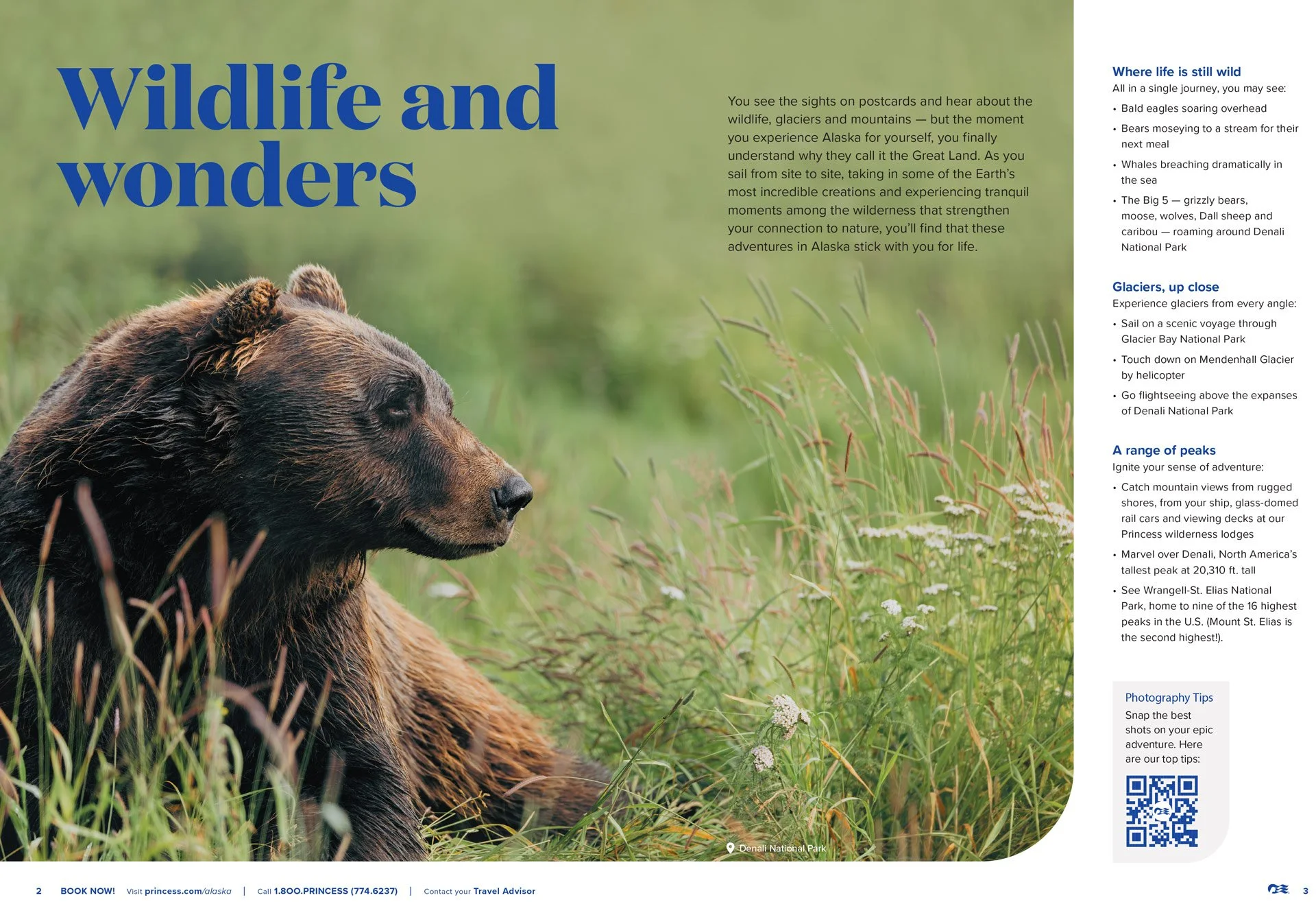 Alaska-Production-Company-Denali-National-Park-Bear-WABU-Creative-Princes-Brochure.jpg