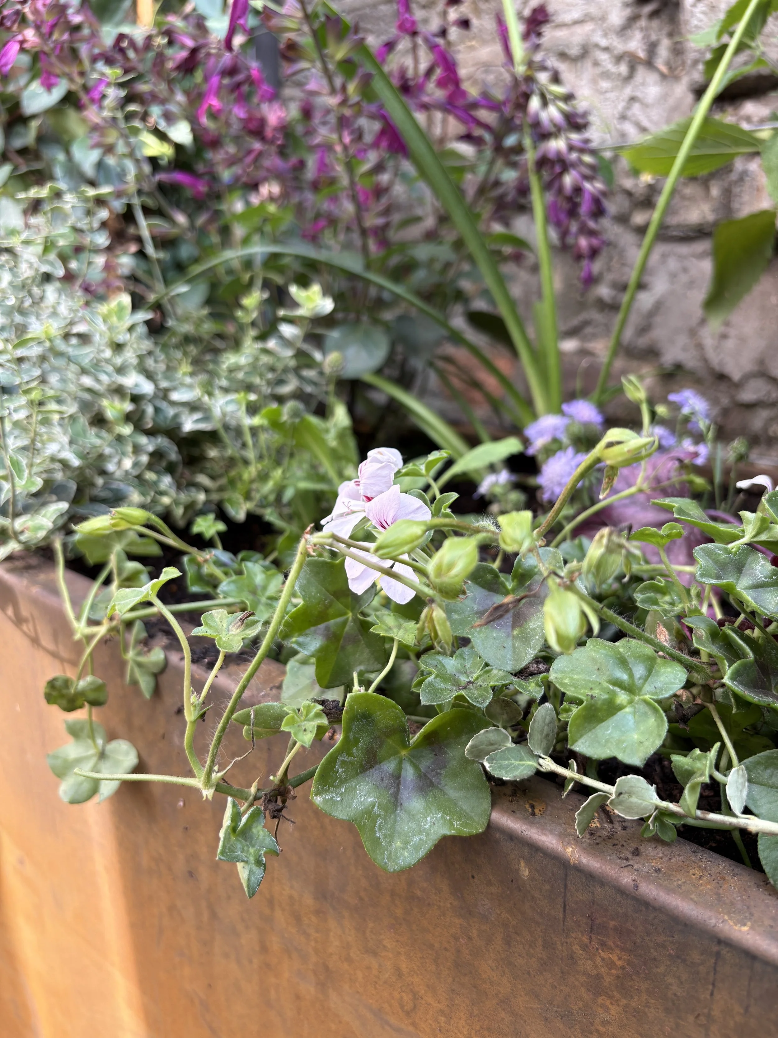 shady planting container