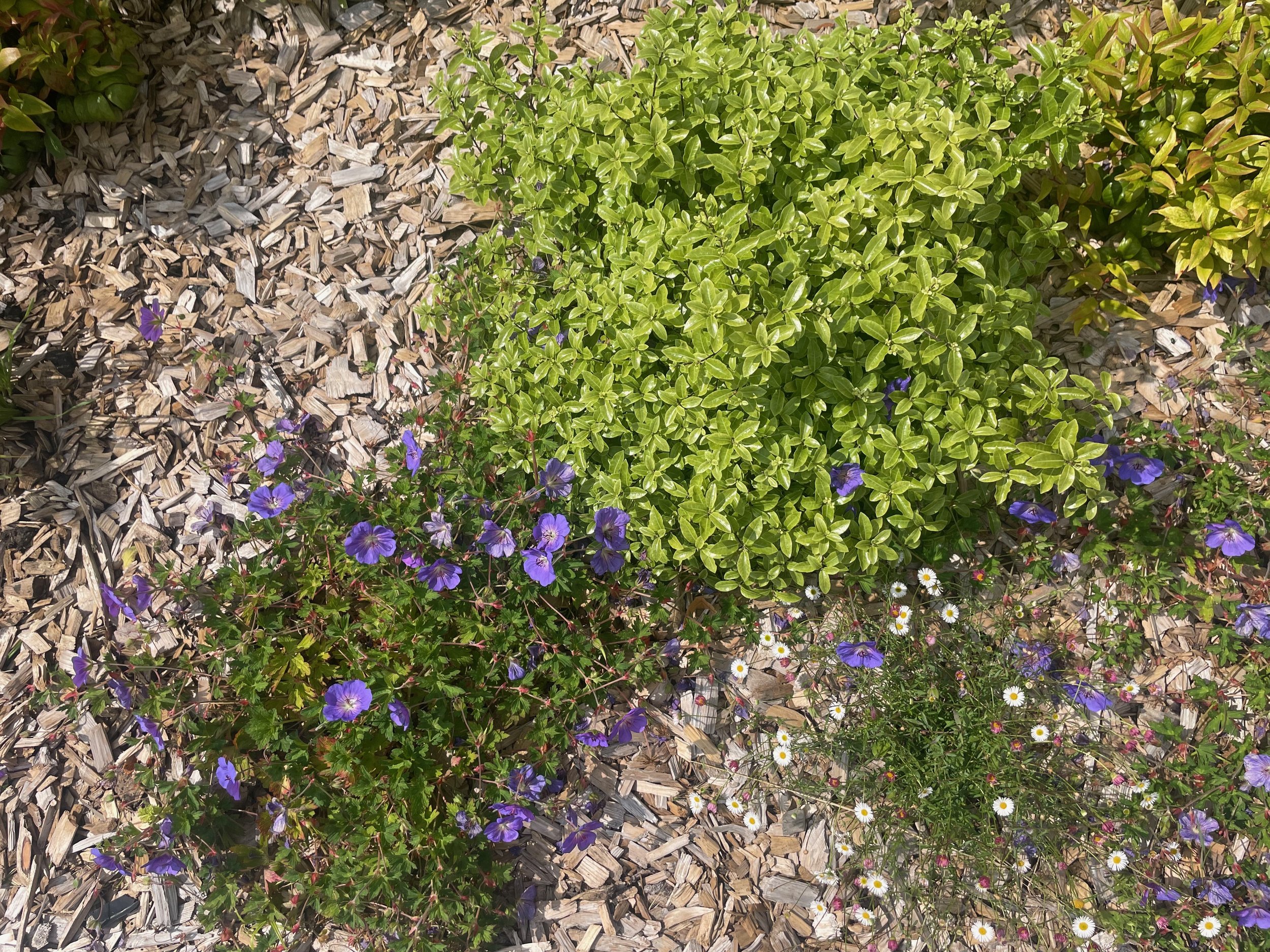 IMG_2248.jpeg