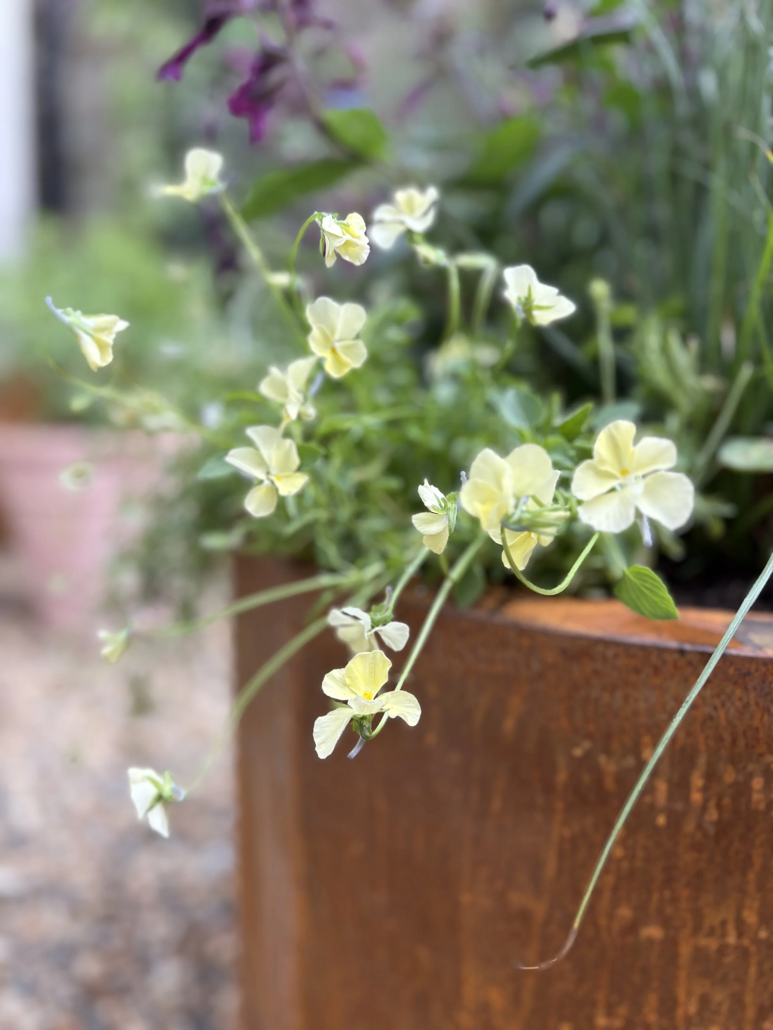 sunny planting container