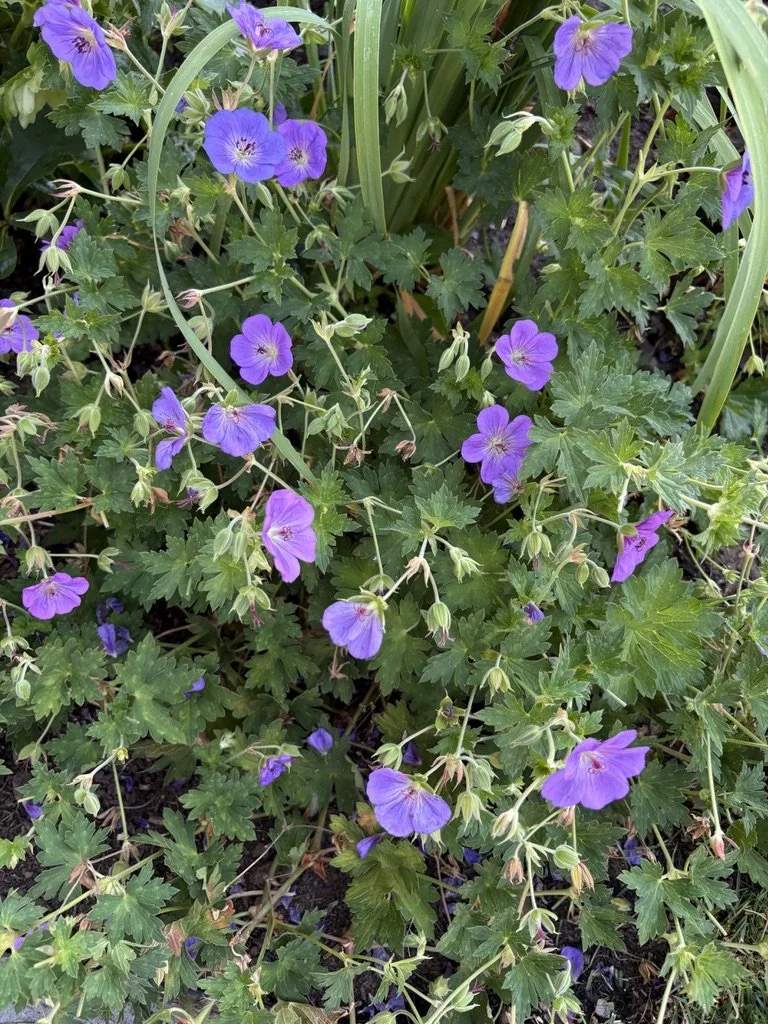 hardy geranium