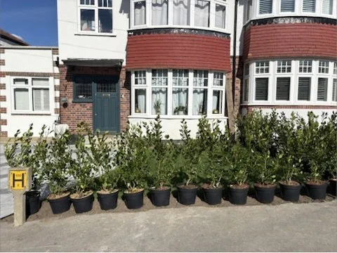HEDGE PLANTING 