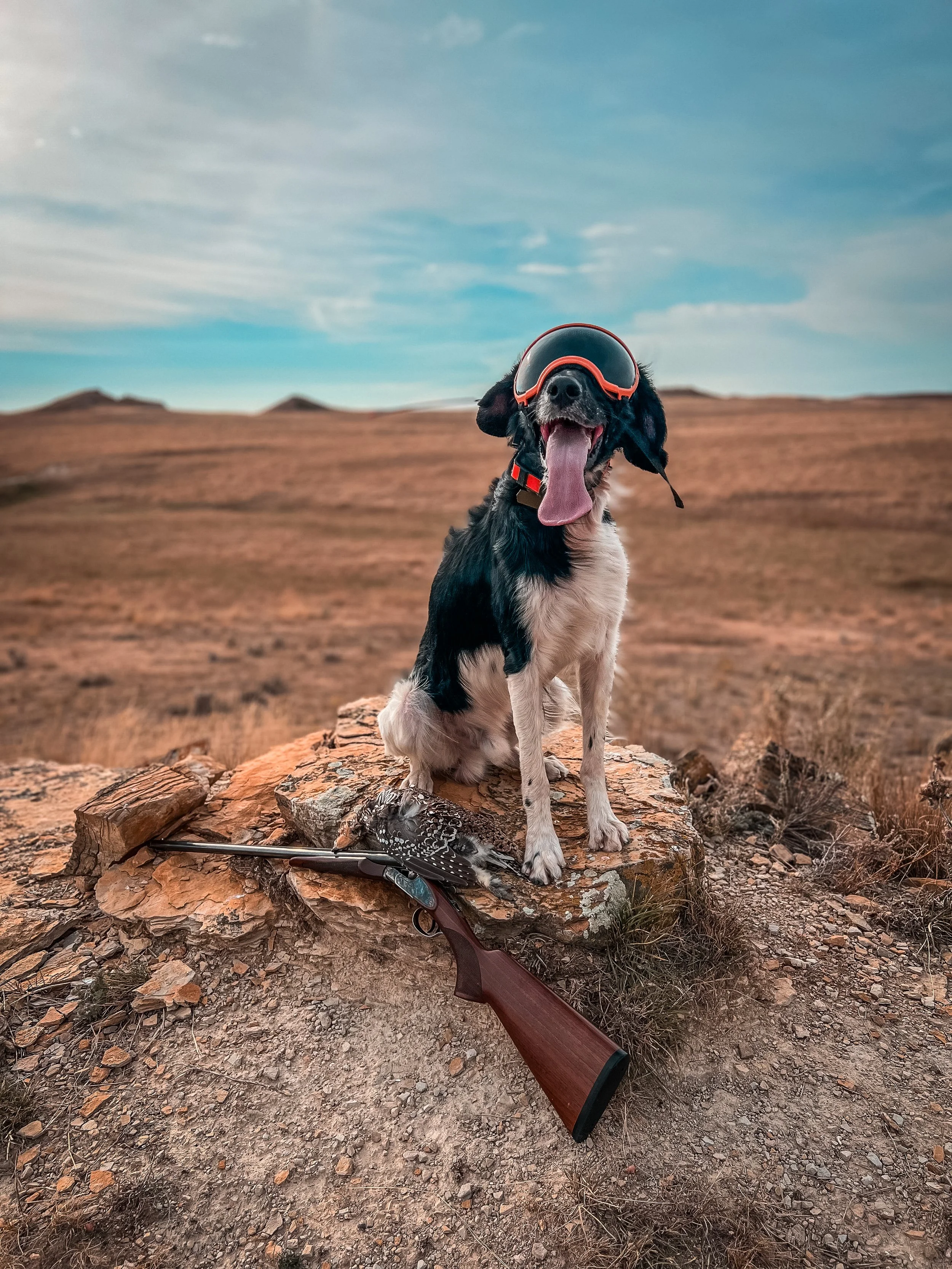 A black and white Large Munsterlander hunting dog wearing Rex Specs goggles sitting on a rock in an open field with hills in the background, next to a shotgun and a Sharp-tailed grouse.