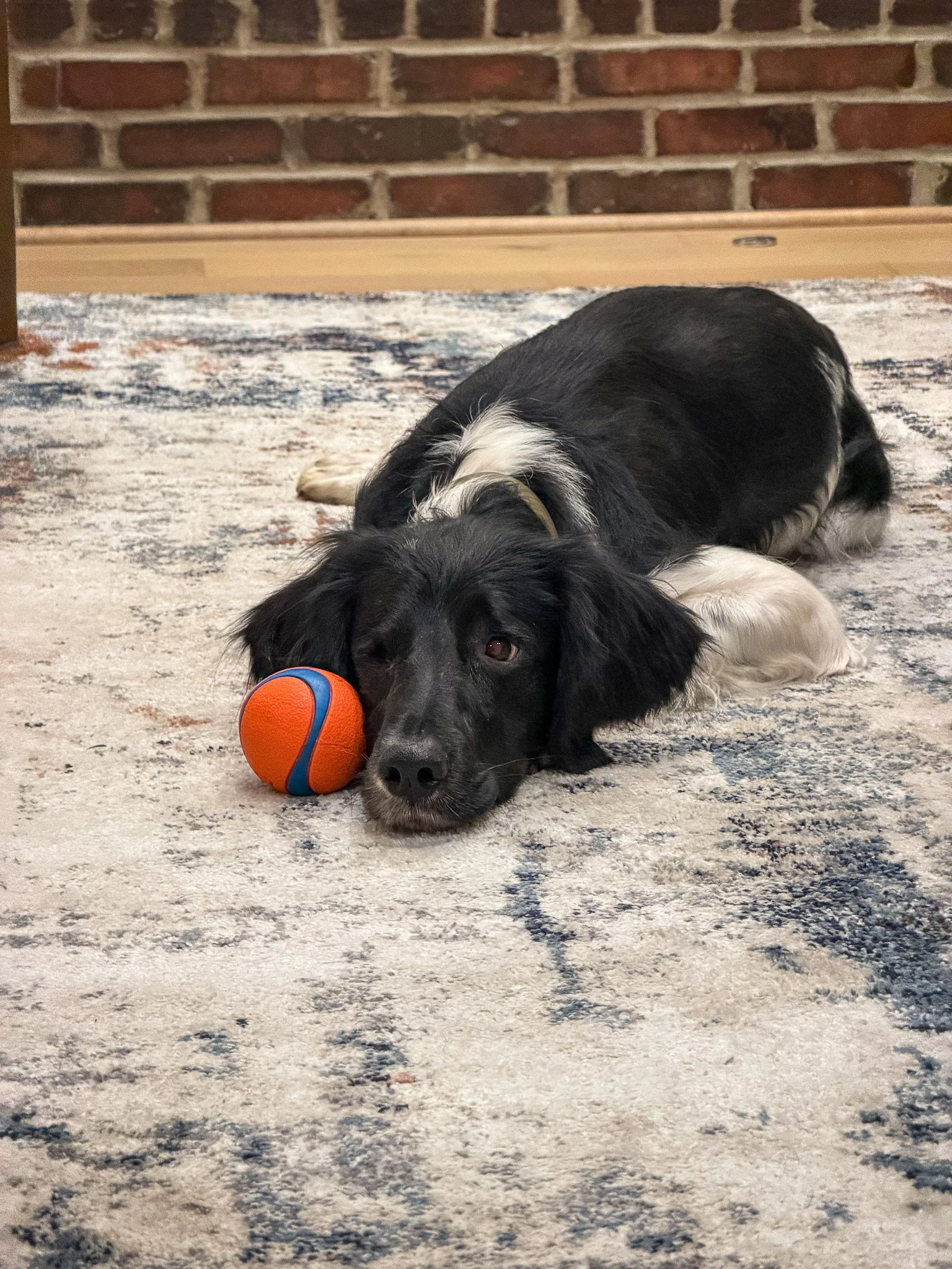 A one-eyed dog lays on the floor patiently waiting for a game of fetch.