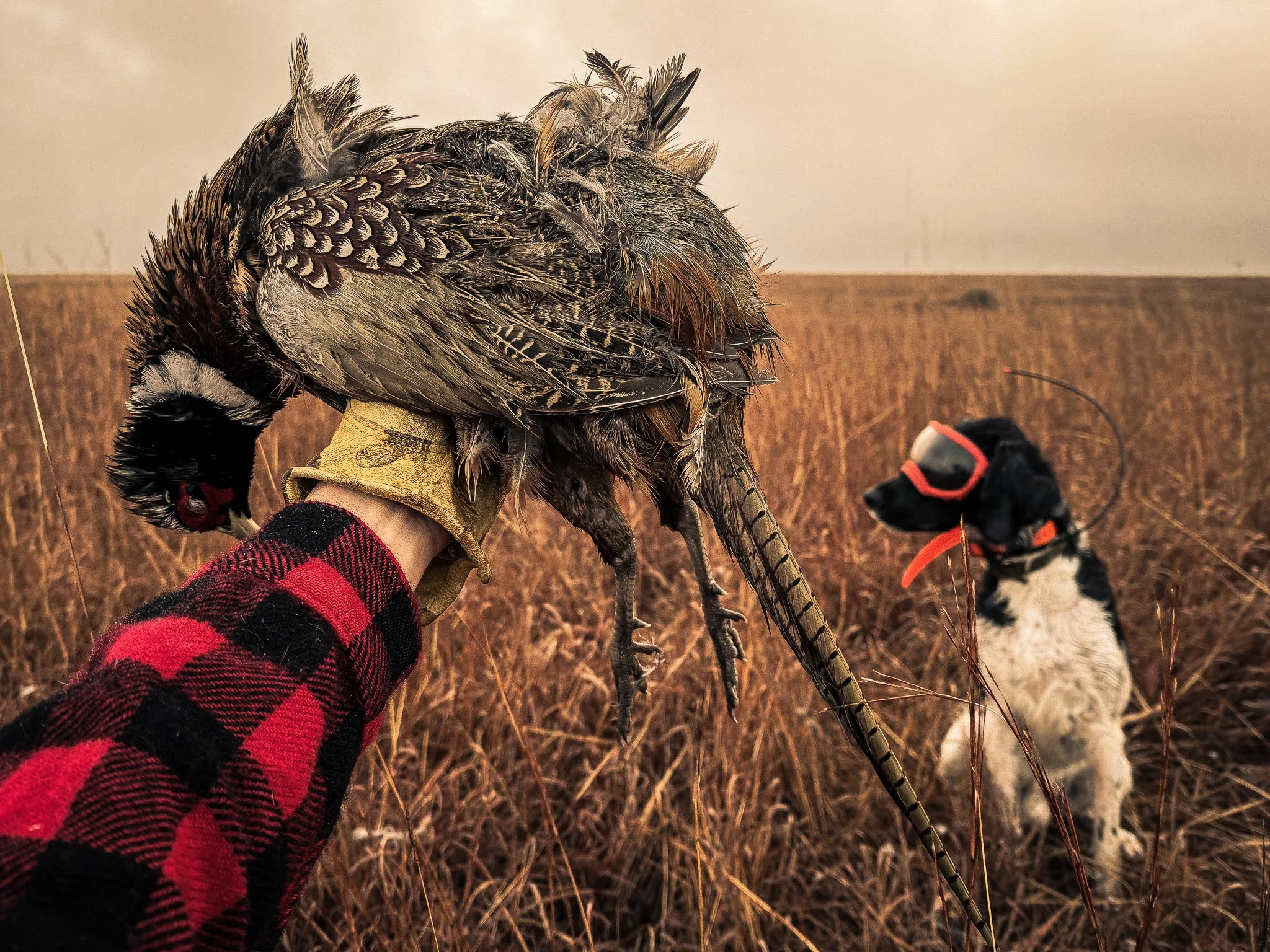 Kansas Rooster 2025.jpg