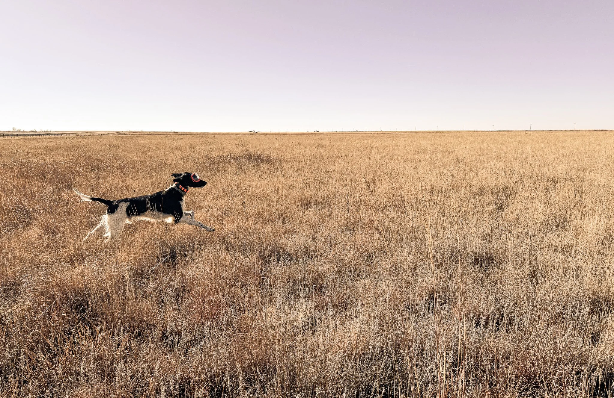 Aldo Running through Grass 2025.jpg