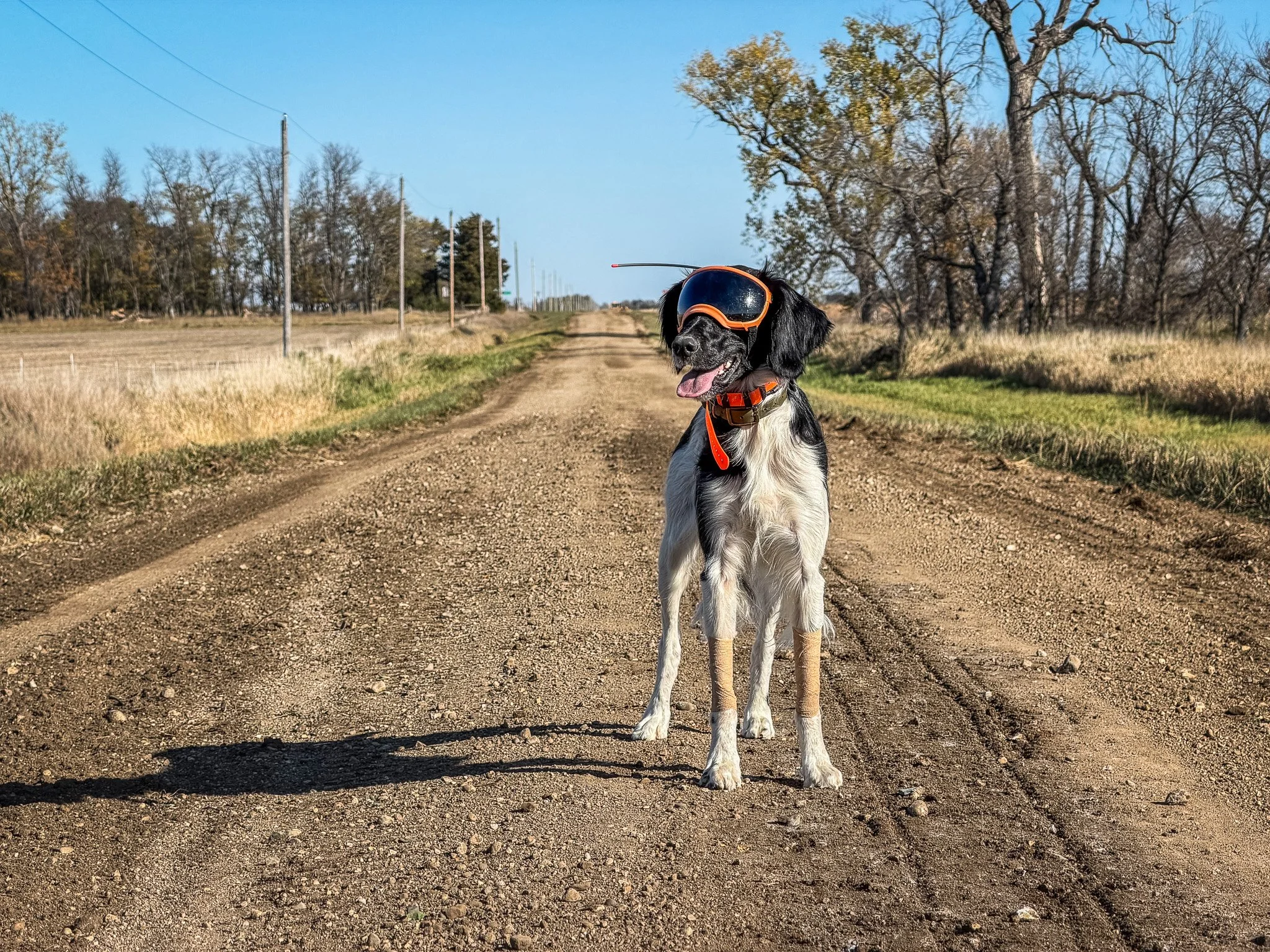 My One-Eyed Bird Dog: A $7,500 Lesson in Field Injuries and Rex Specs
