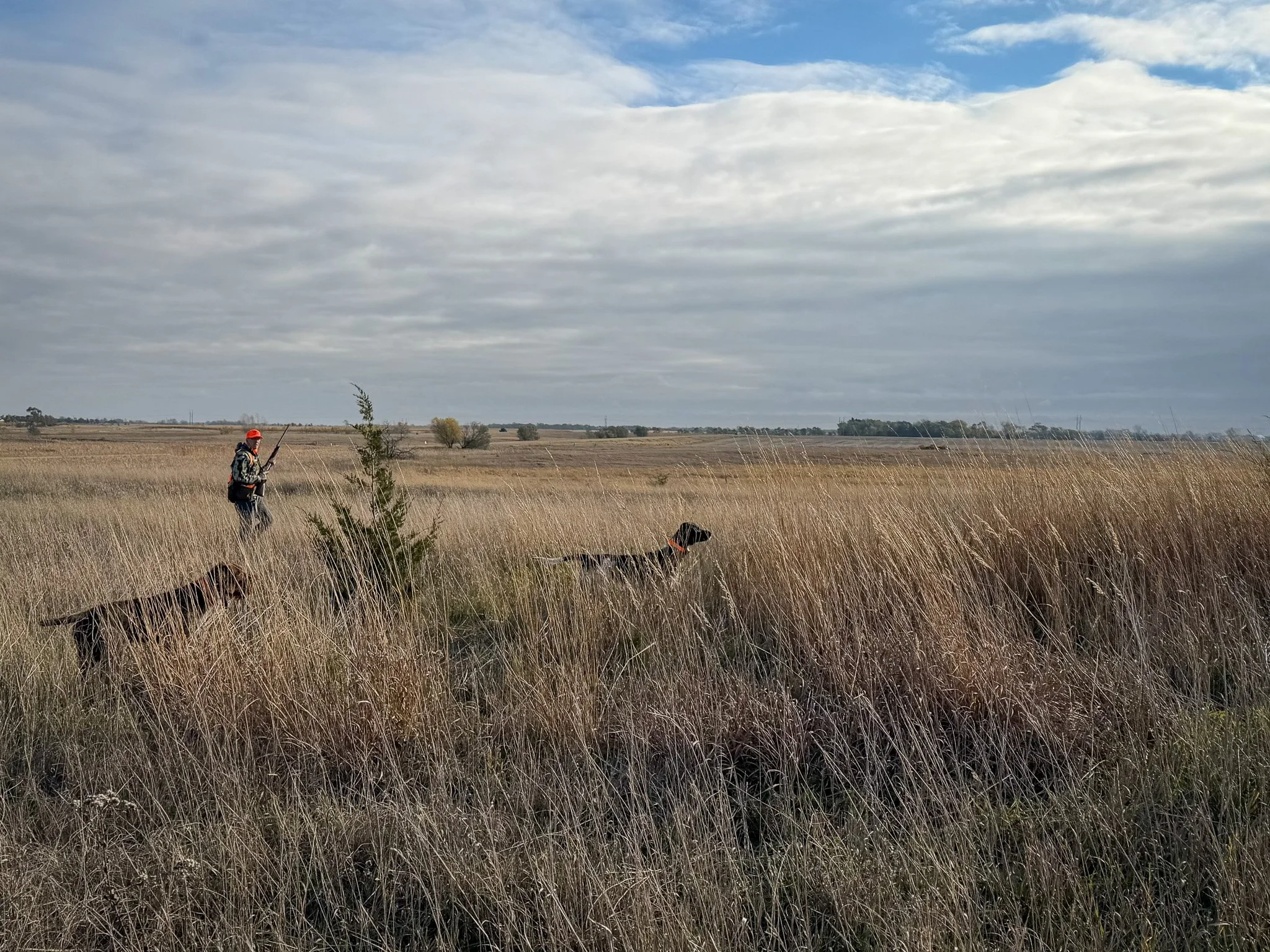 An upland bird hunter approaches two dogs on point under a cloudy sky.