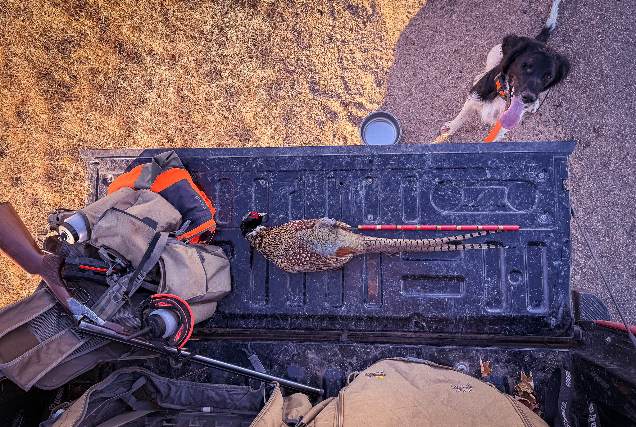 View from above of a Ringneck rooster pheasant, hunting gear, a dog, and a water bowl on the back of a truck.