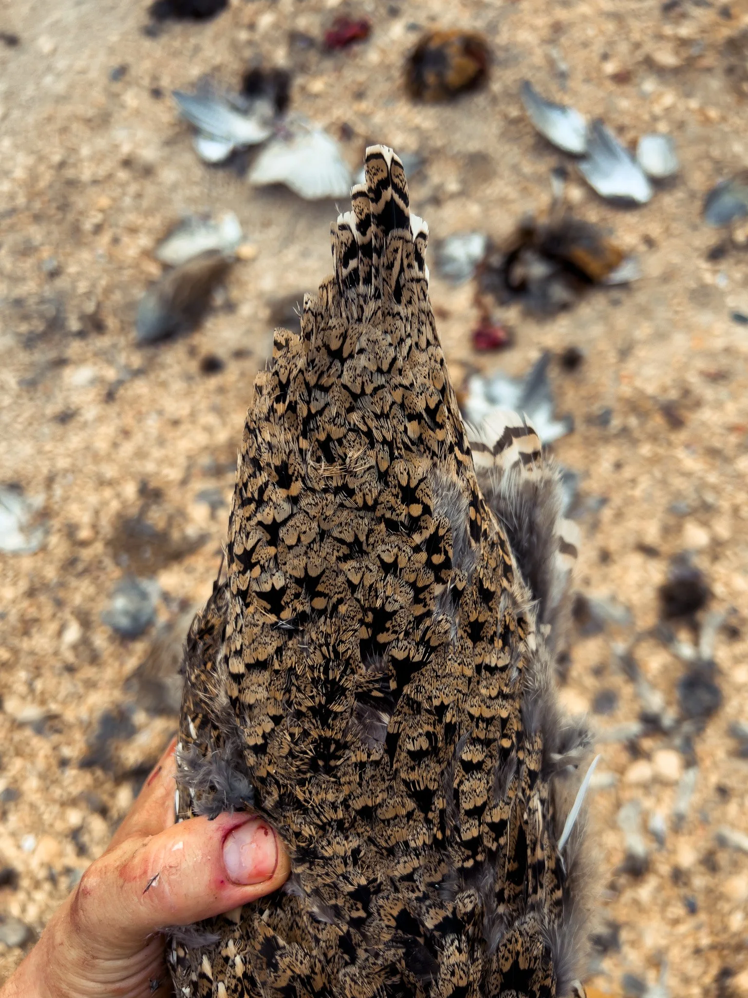 A close-up of the tail of a Sharp-tail grouse.