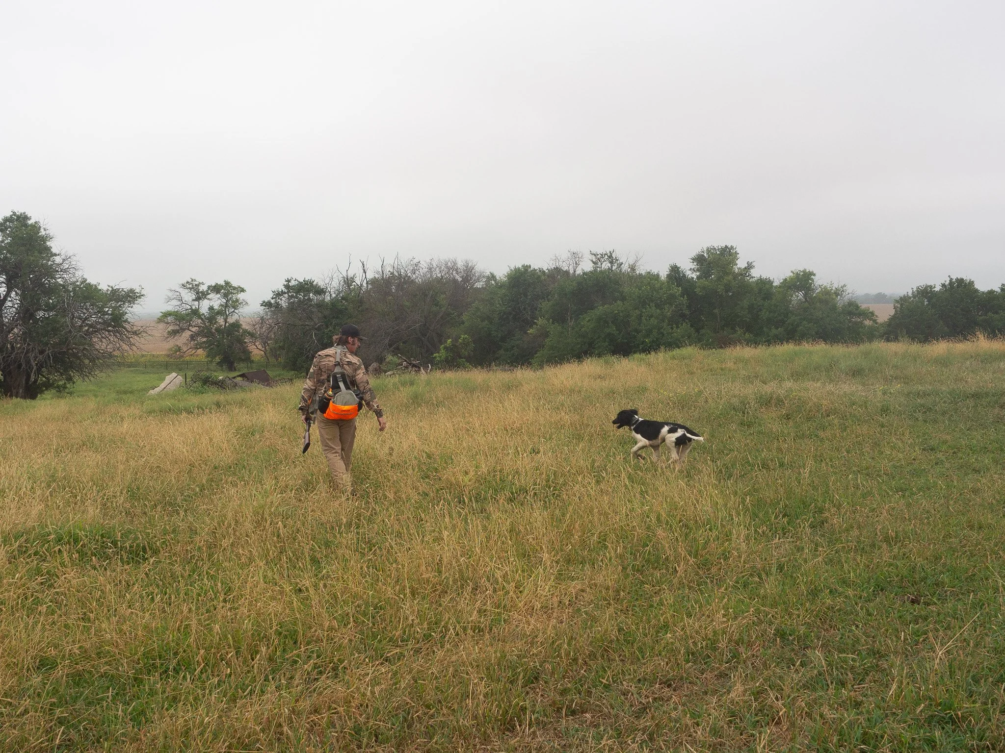 ian Burrow and Aldo, a Large Munsterlander versatile hunting dog five month old puppy running in a field.