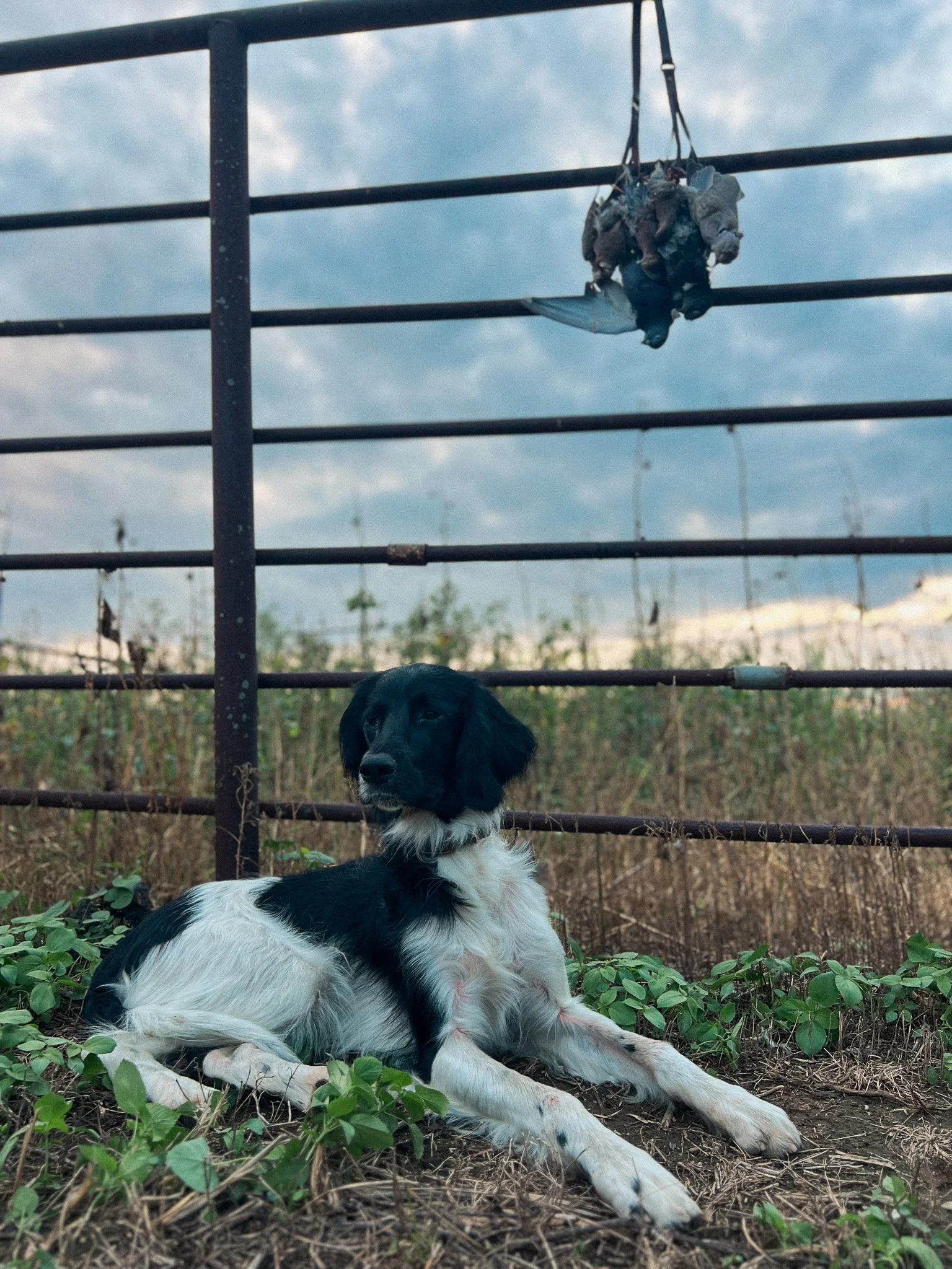 Aldo, a Large Munsterlander versatile hunting dog, lays beneath the doves he retrieved on a Kansas dove hunt. The doves hang from a game strap on a fence.