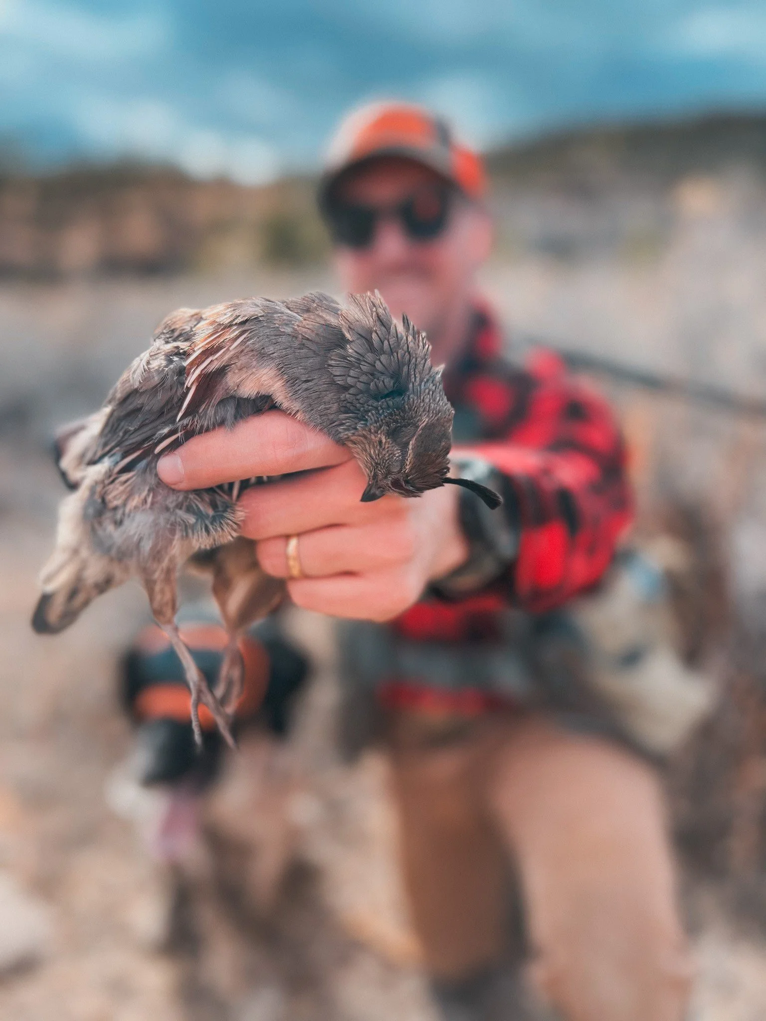 Gambels Quail Close Up.jpg