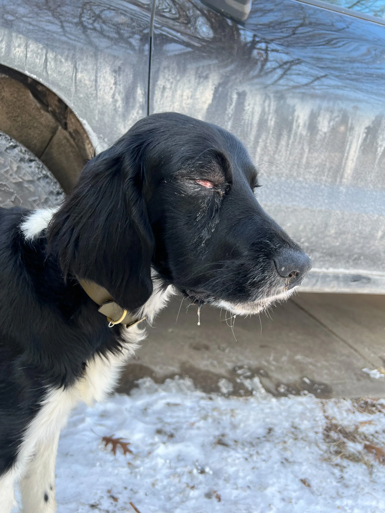Close-up of Aldo’s swollen face showing the progression of a traumatic eye injury.