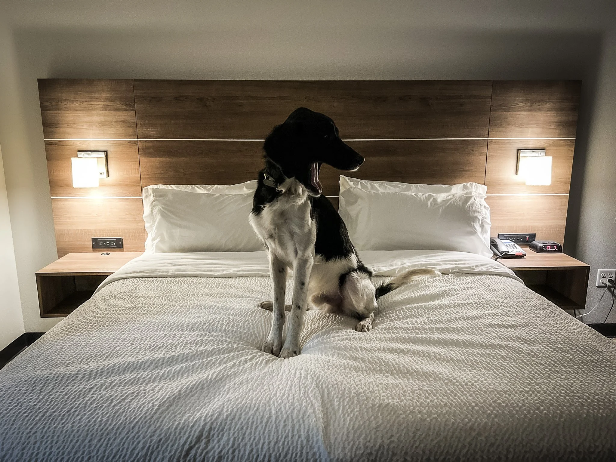 Aldo a Large Munsterlander versatile hunting dog sitting on a bed in a hotel room.