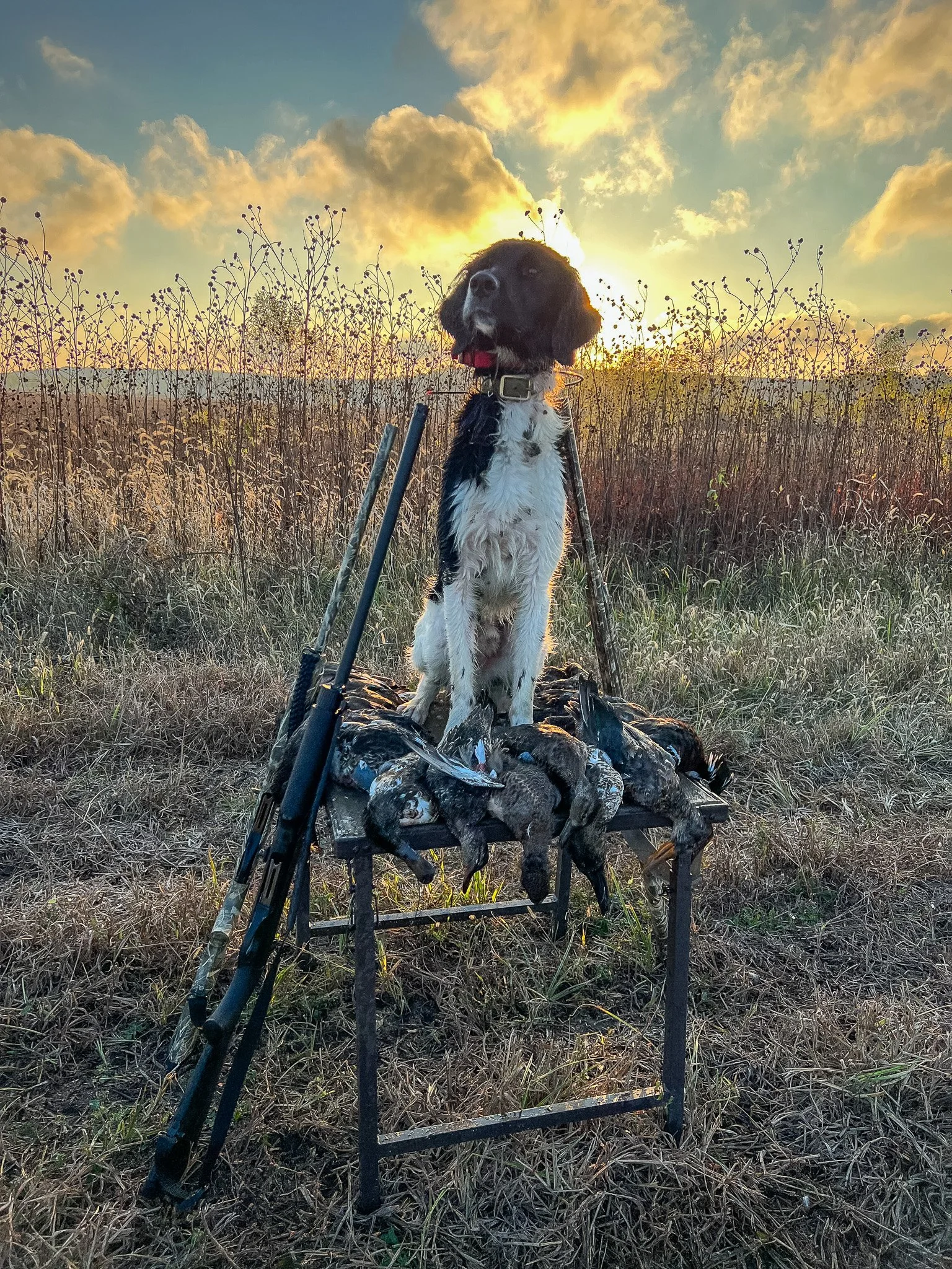 A black and white Large Munsterlander hunting dog standing on a duck hunting platform with a three man limit of Kansas ducks and guns, outdoors during sunset.