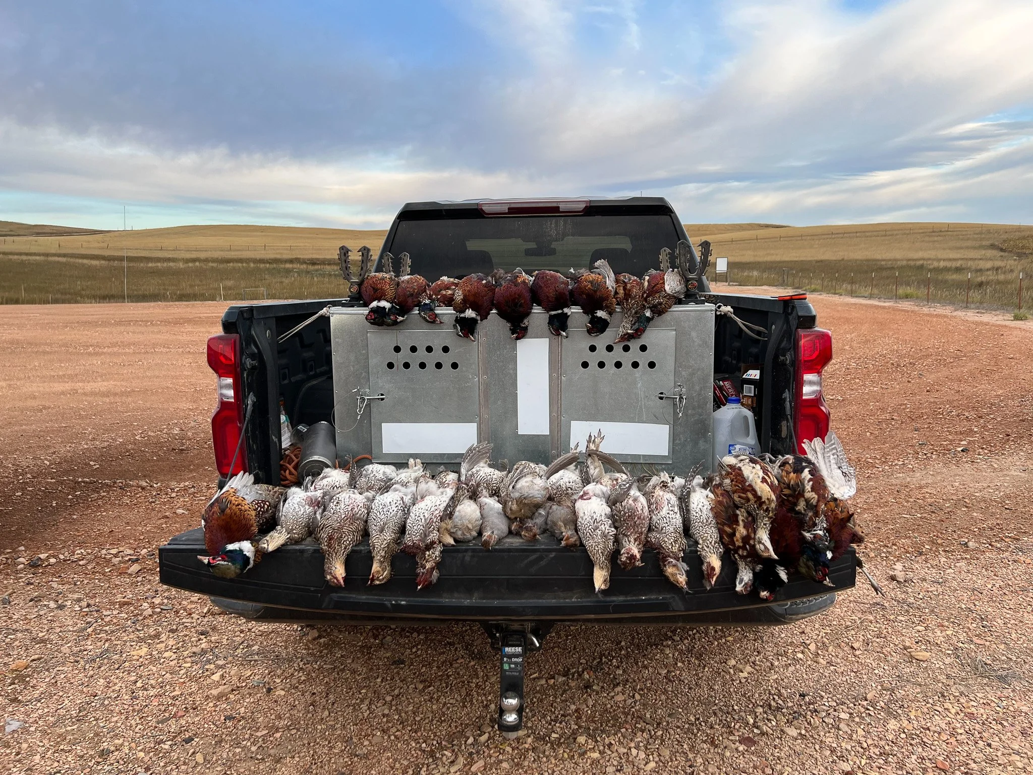 A truck tailgate loaded with Ring-neck rooster pheasants and Sharp-tail grouse after a day of upland bird hunting in Montana. 