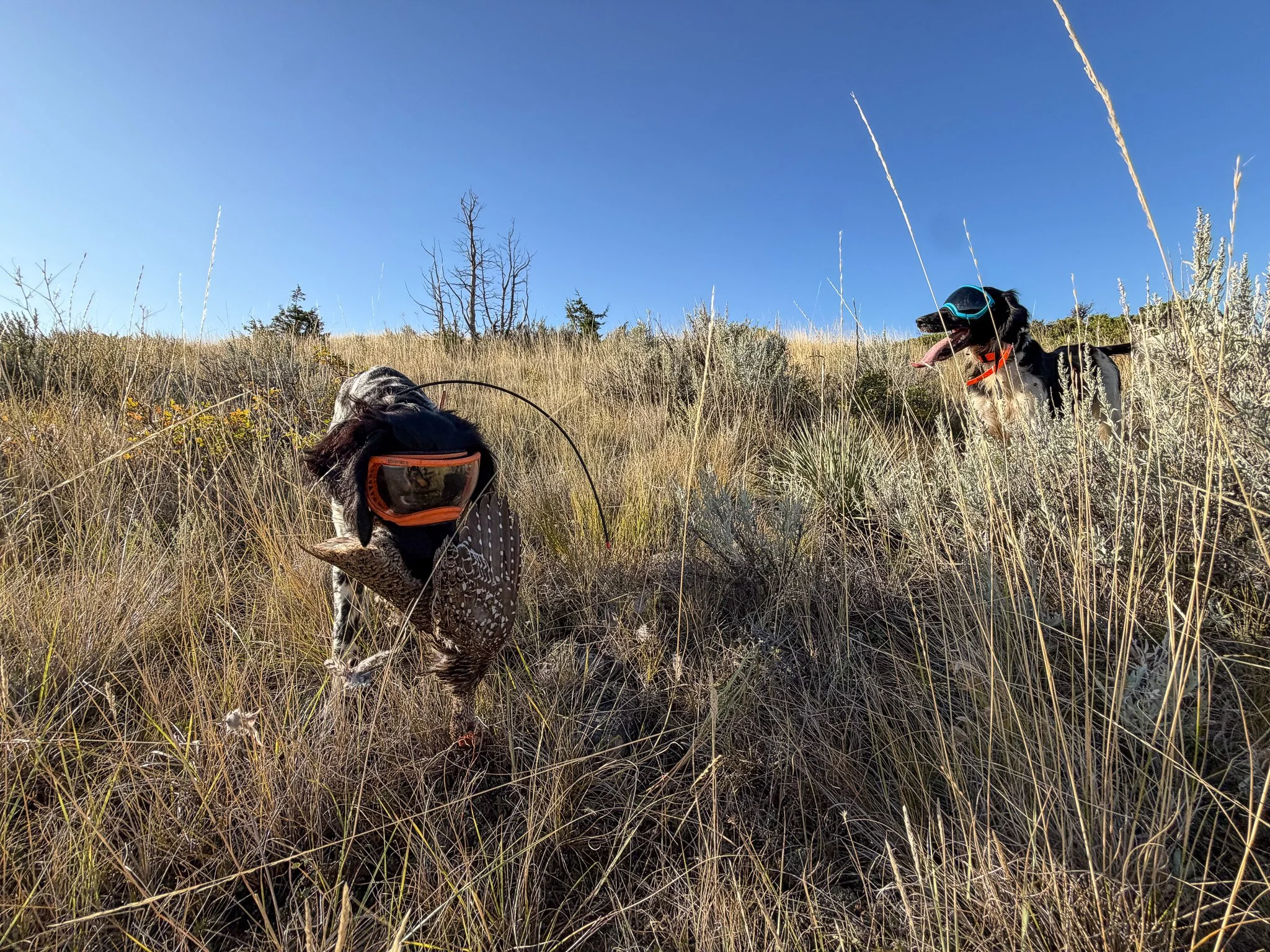 Amos Retrieving a Sharp-tail Grouse Montana 2026.jpg