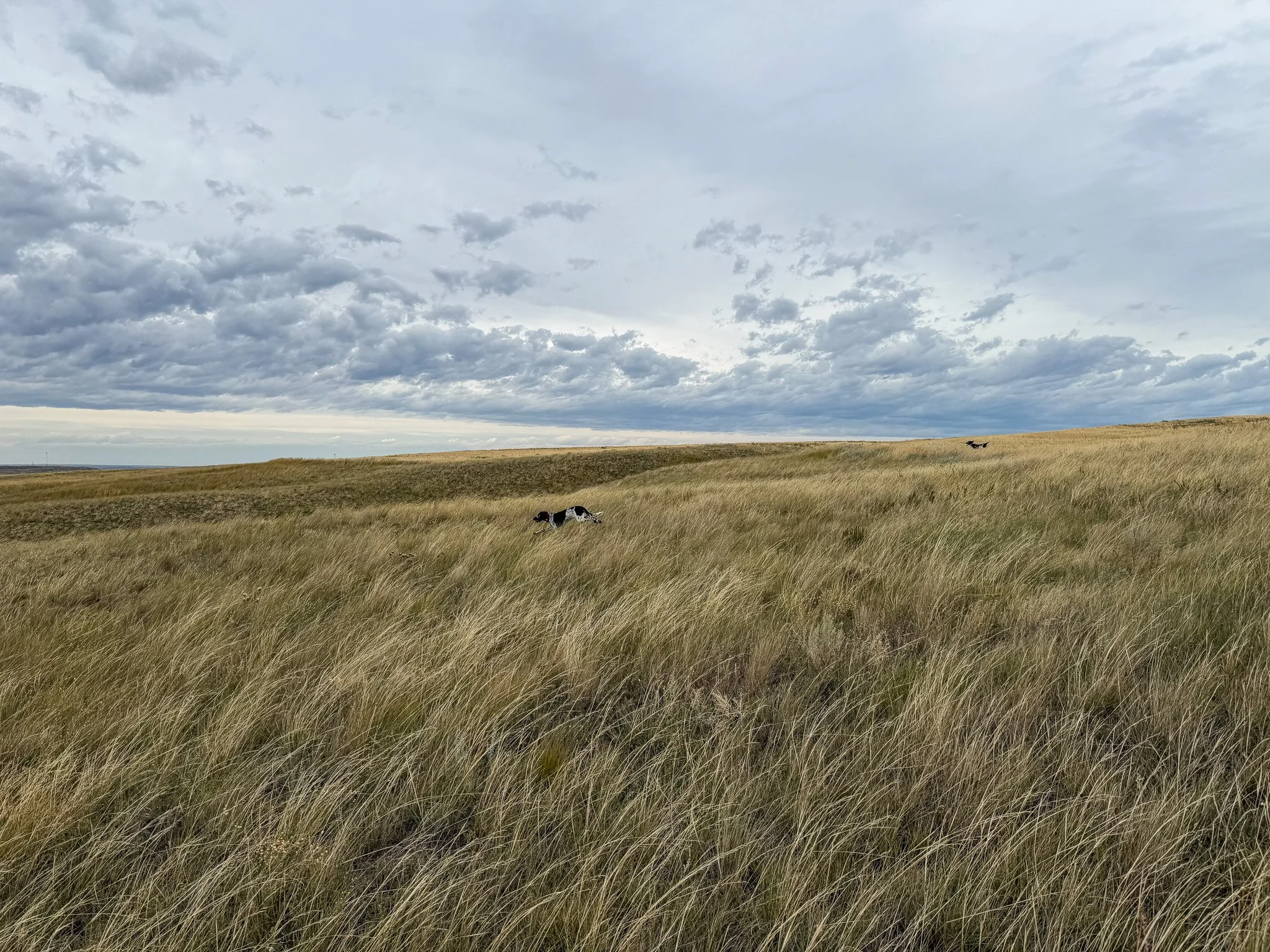 Aldo and Amos on the Montana Prairie 2026.jpg