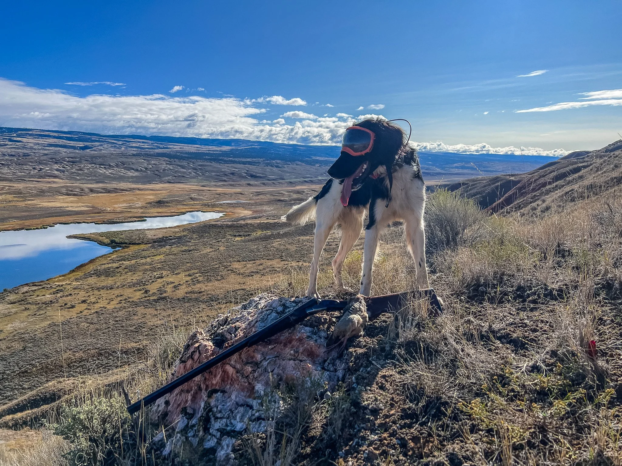 Aldo, a Large Munsterlander versatile hunting dog, wearing Rex Specs dog goggles and posing with chukar partridge and a CZ Sharp-tail side-by-side shotgun.
